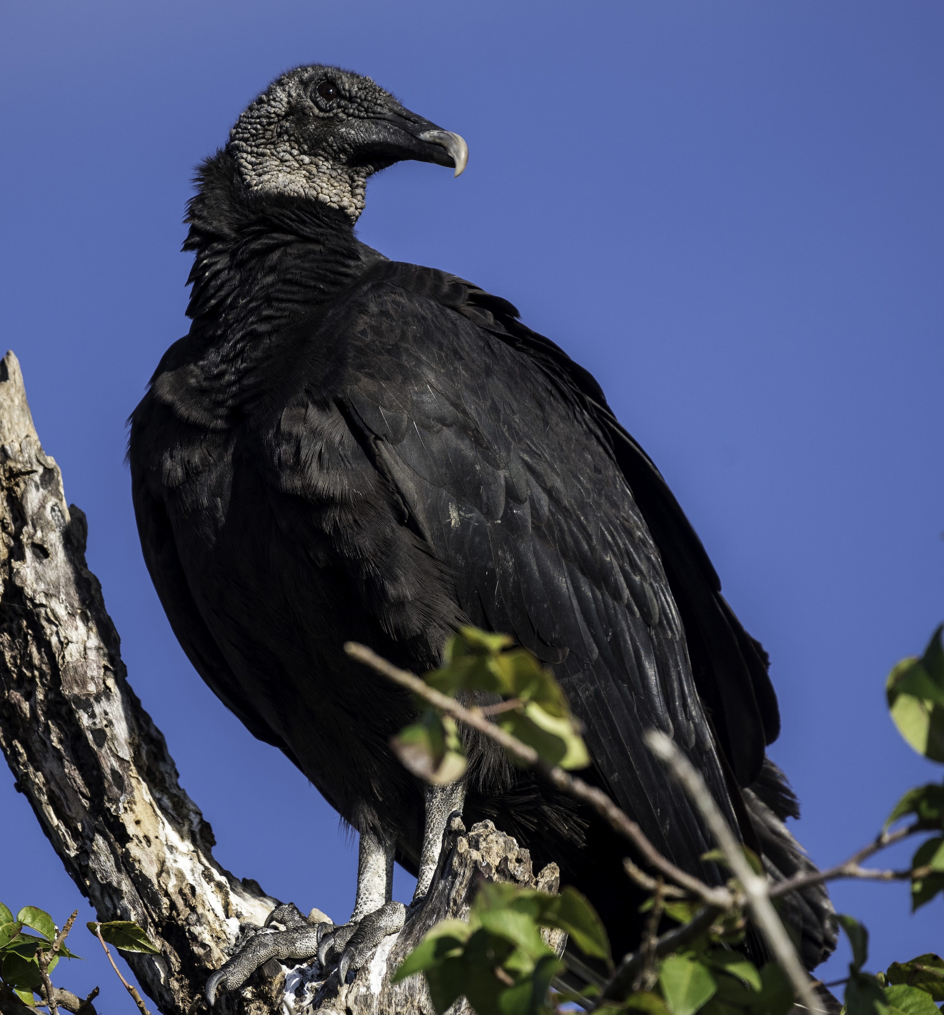 nature, eagle, tree, perching, bird of prey, wildlife, animal themes, feathers, low angle view, day, animals in the wild, animal, black color, no people, Phone HD Wallpaper