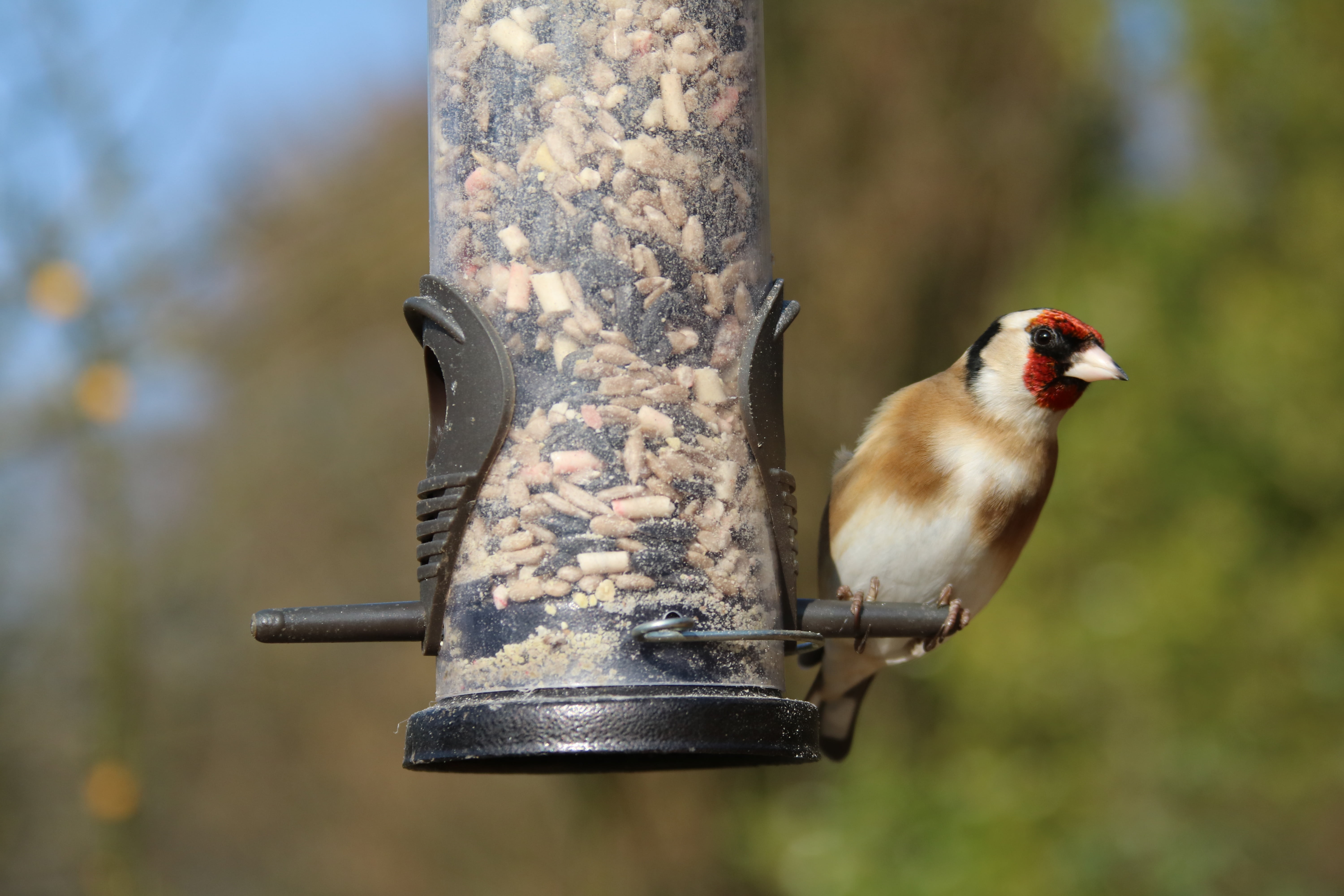 focus on foreground, red, close-up, goldfinch, garden bird, one animal, animal wildlife, food, nature, full length, black, british, metal, woodpecker, animal, HD Wallpaper