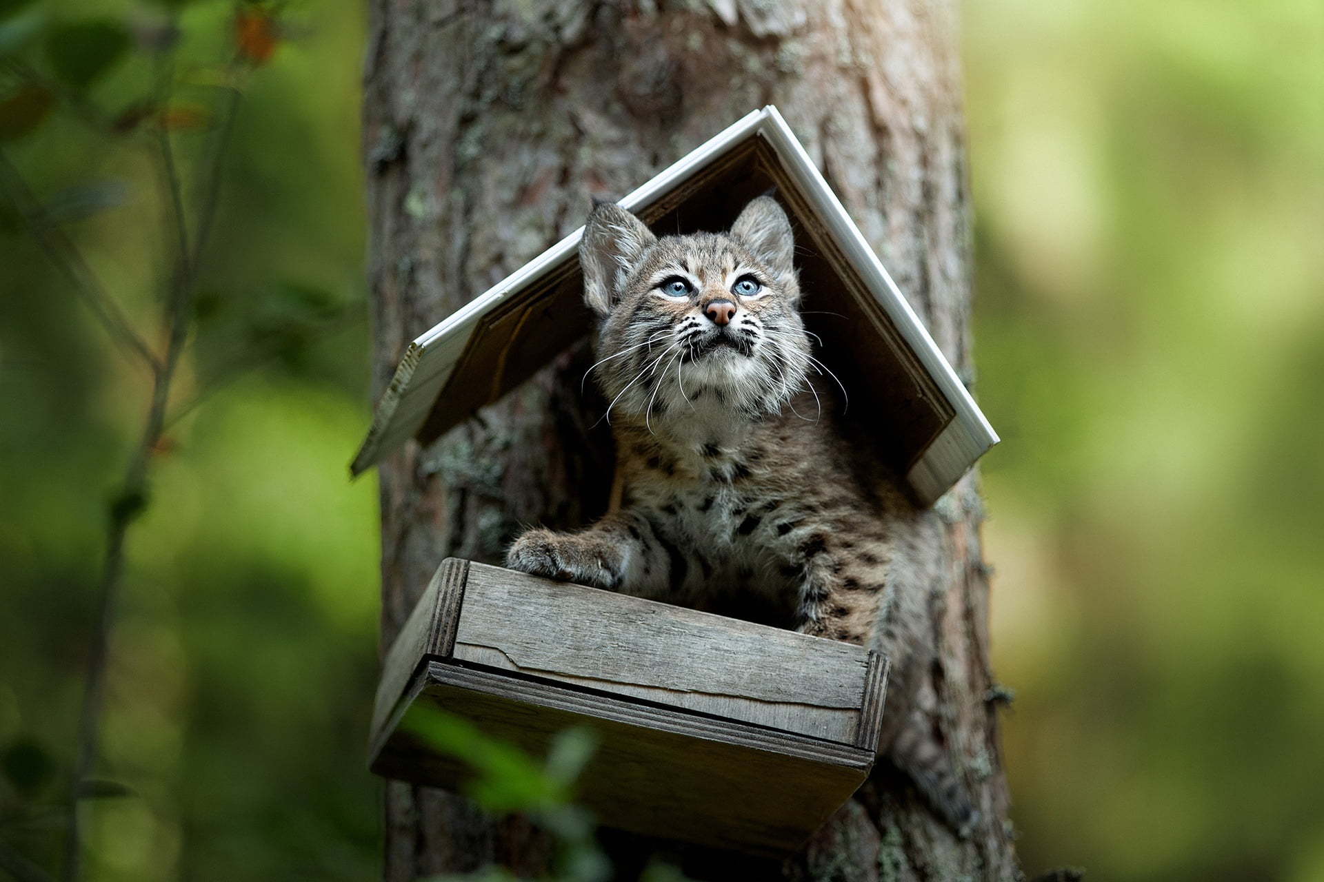 1080P, feeder, bokeh, Mind you Im in the house!, tree, Svetlana Pisareva, a small lynx, kitty, cub, lynx, HD Wallpaper