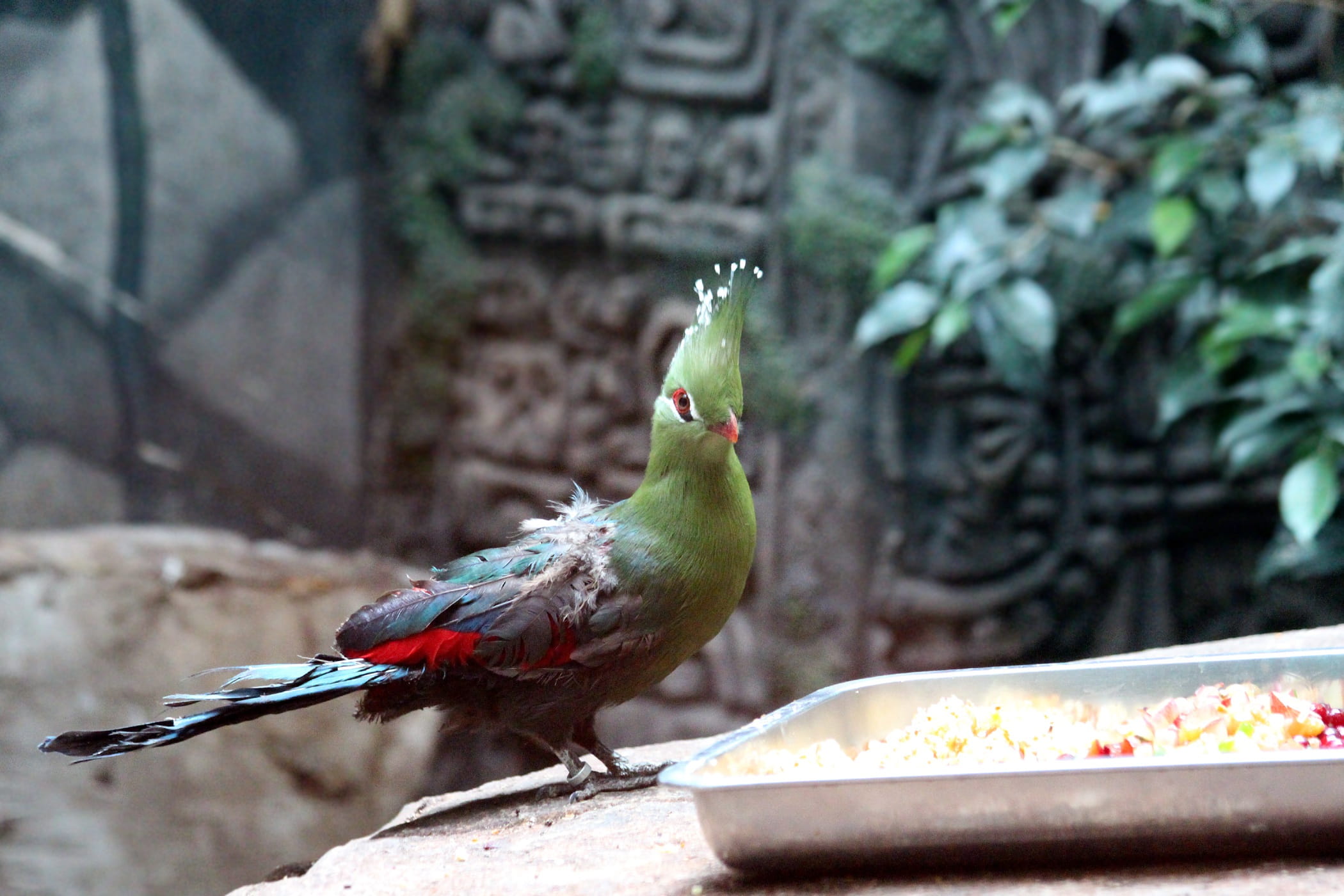 two animals, nature, built structure, day, food, perching, green turaco, animal wildlife, animal, no people, focus on foreground, the guinea turaco, feeder, HD Wallpaper