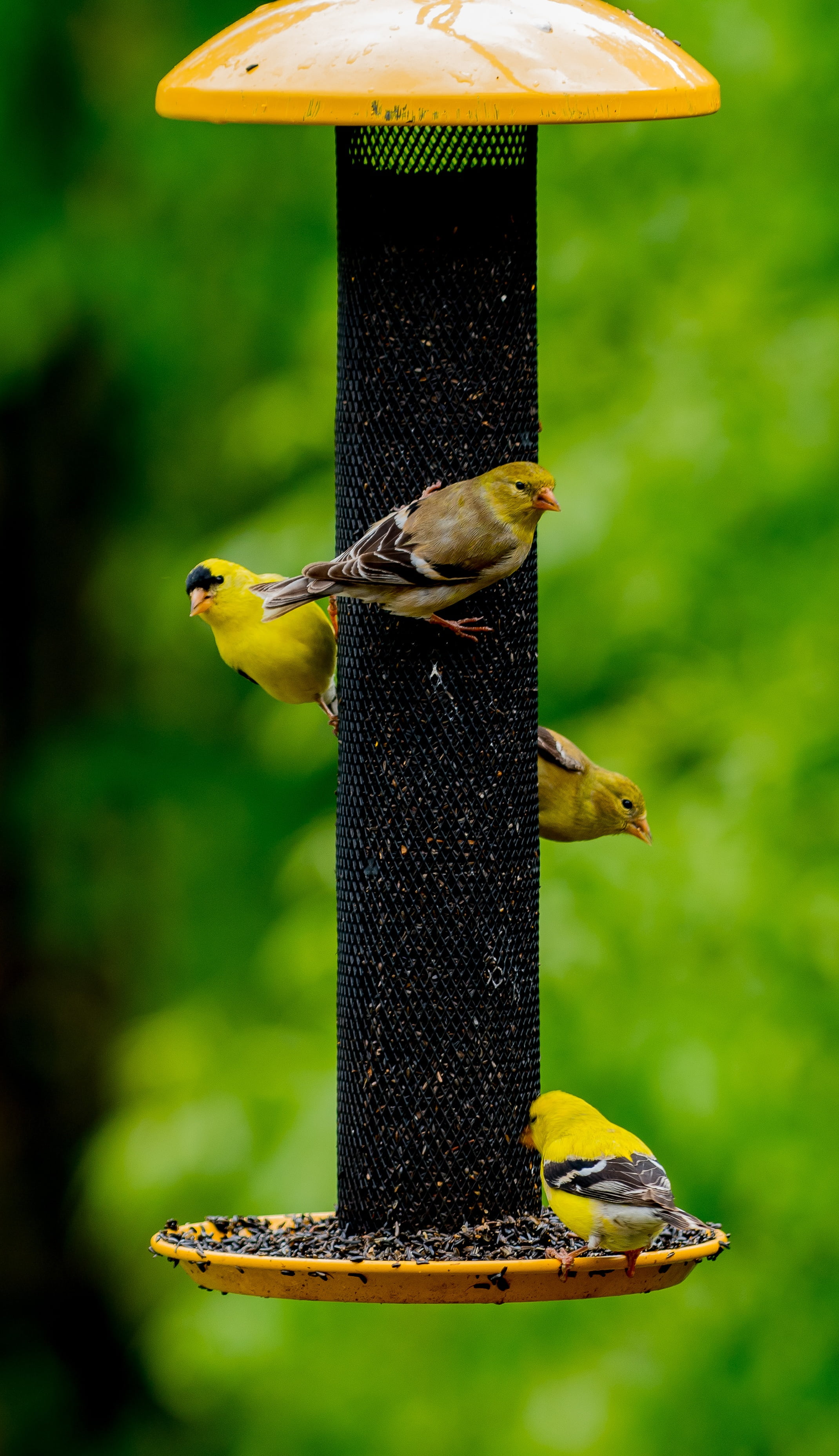 tiny, animal wildlife, outdoor, feed, 2K, animal themes, food, feeder, hungry, yellow, perching, food and drink, bird, birds, focus on foreground, nature, Phone HD Wallpaper