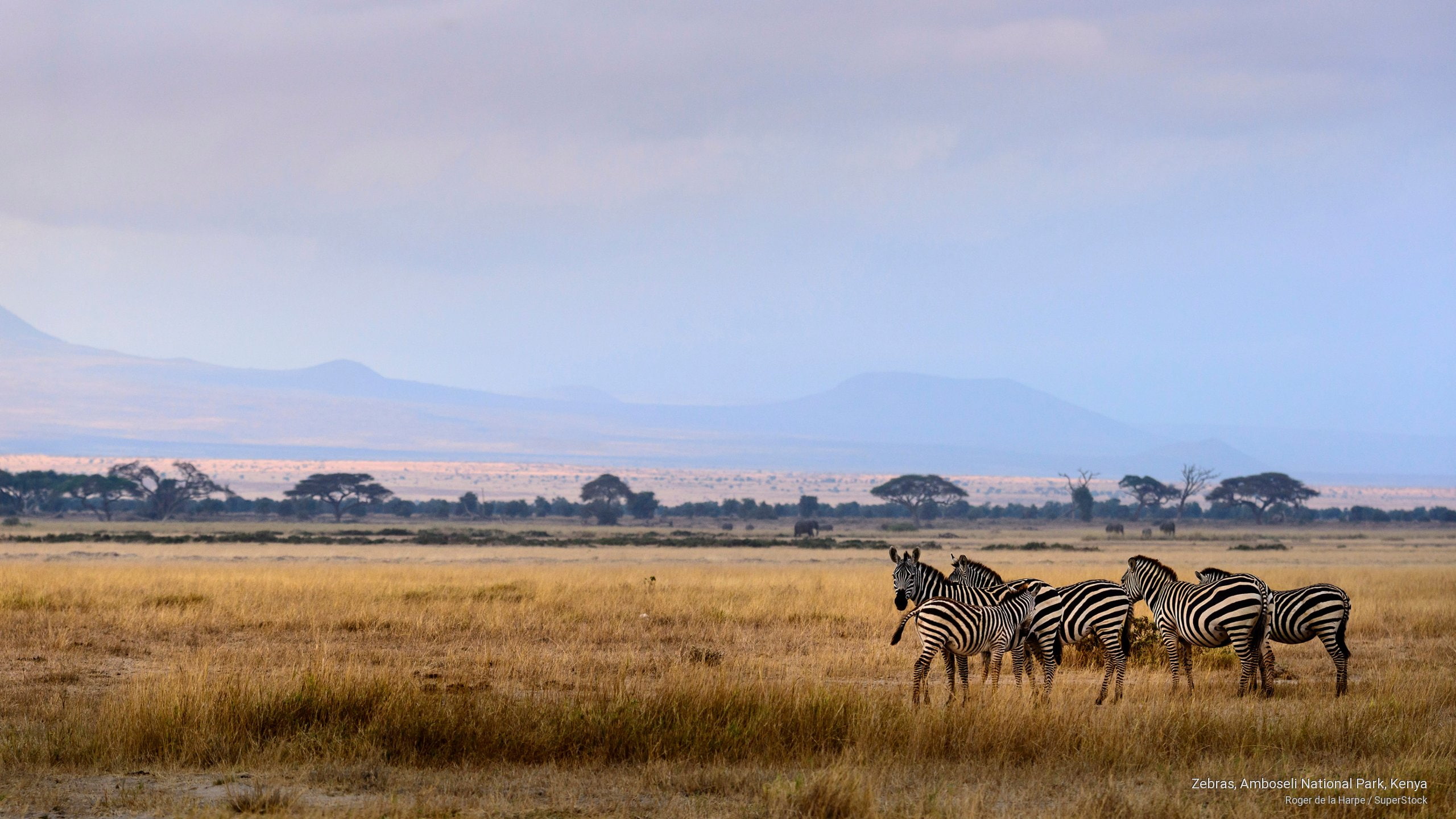 2K, Africa, zebras, kenya, national, amboseli, park, HD Wallpaper