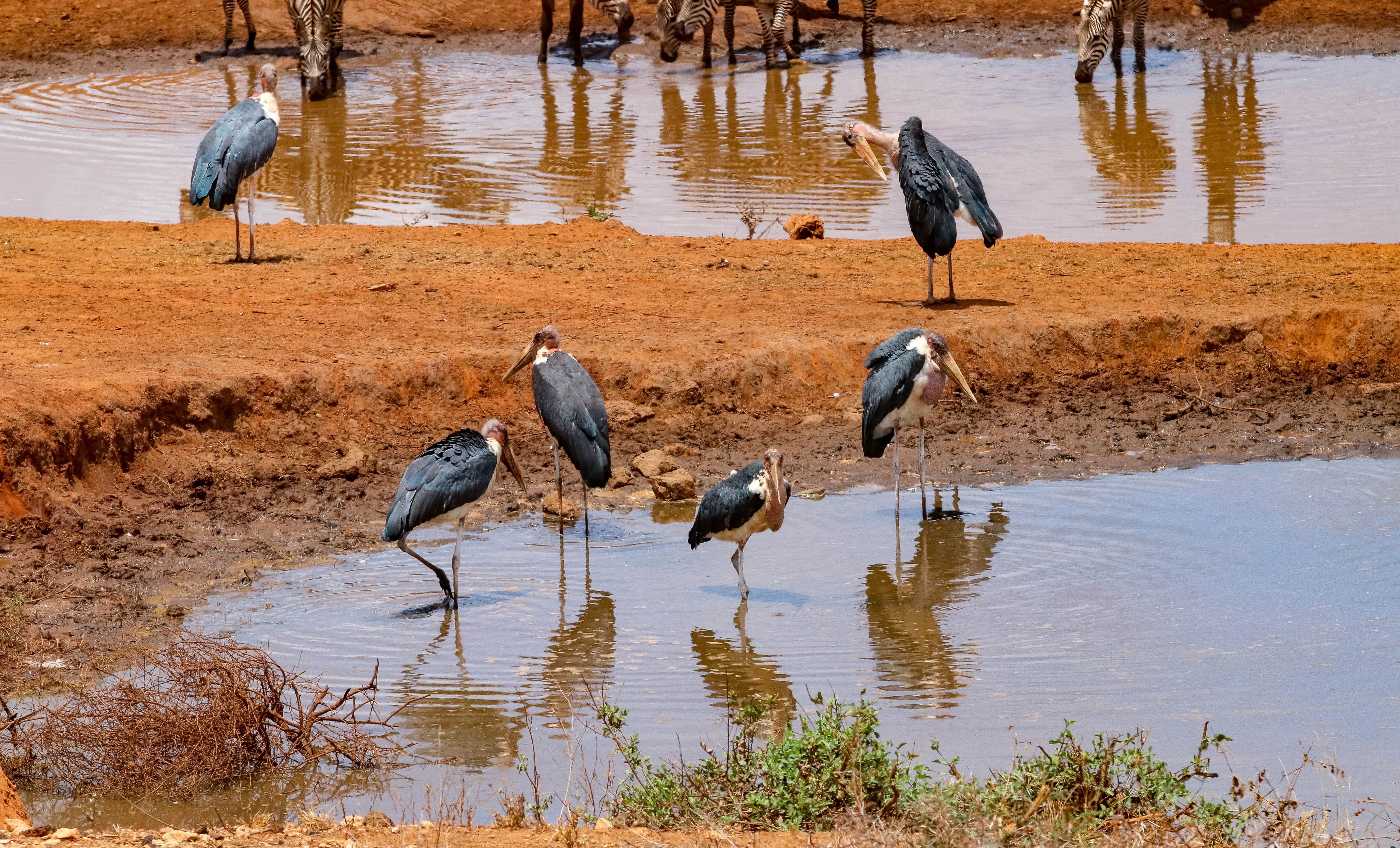 group of animals, lakeshore, animal themes, outdoors, bird, large group of animals, animals in the wild, landscape, no people, marabou storks, safari, water, HD Wallpaper