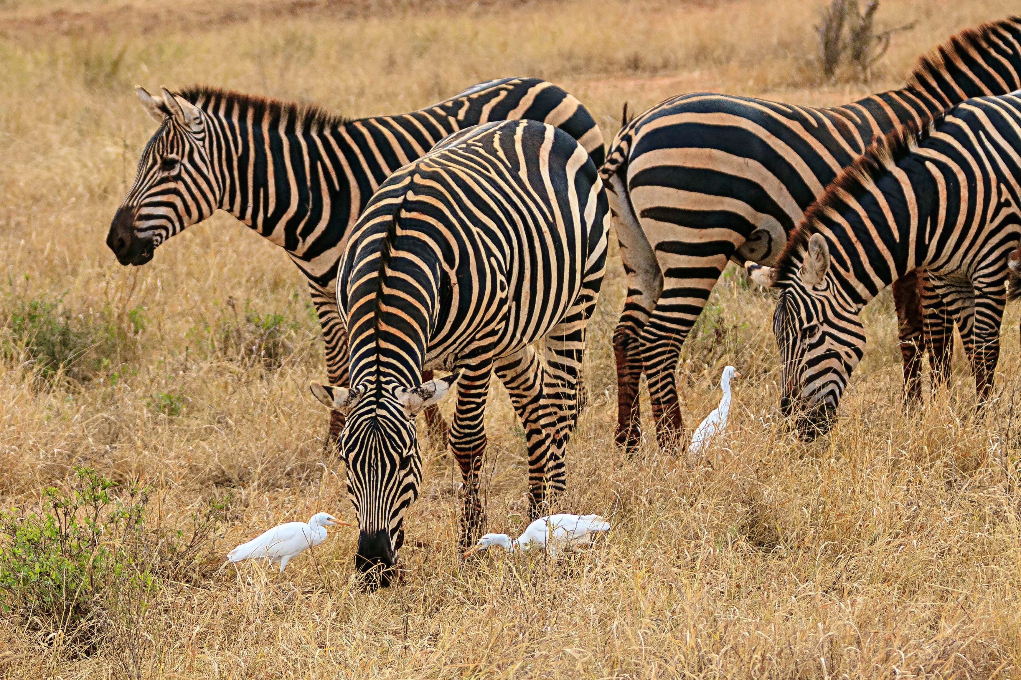 savannah, 2K, wilderness, grass, field, landscape, animal markings, animal, semi-arid, livestock, animal world, mammal, domestic animals, nature, animal themes, HD Wallpaper