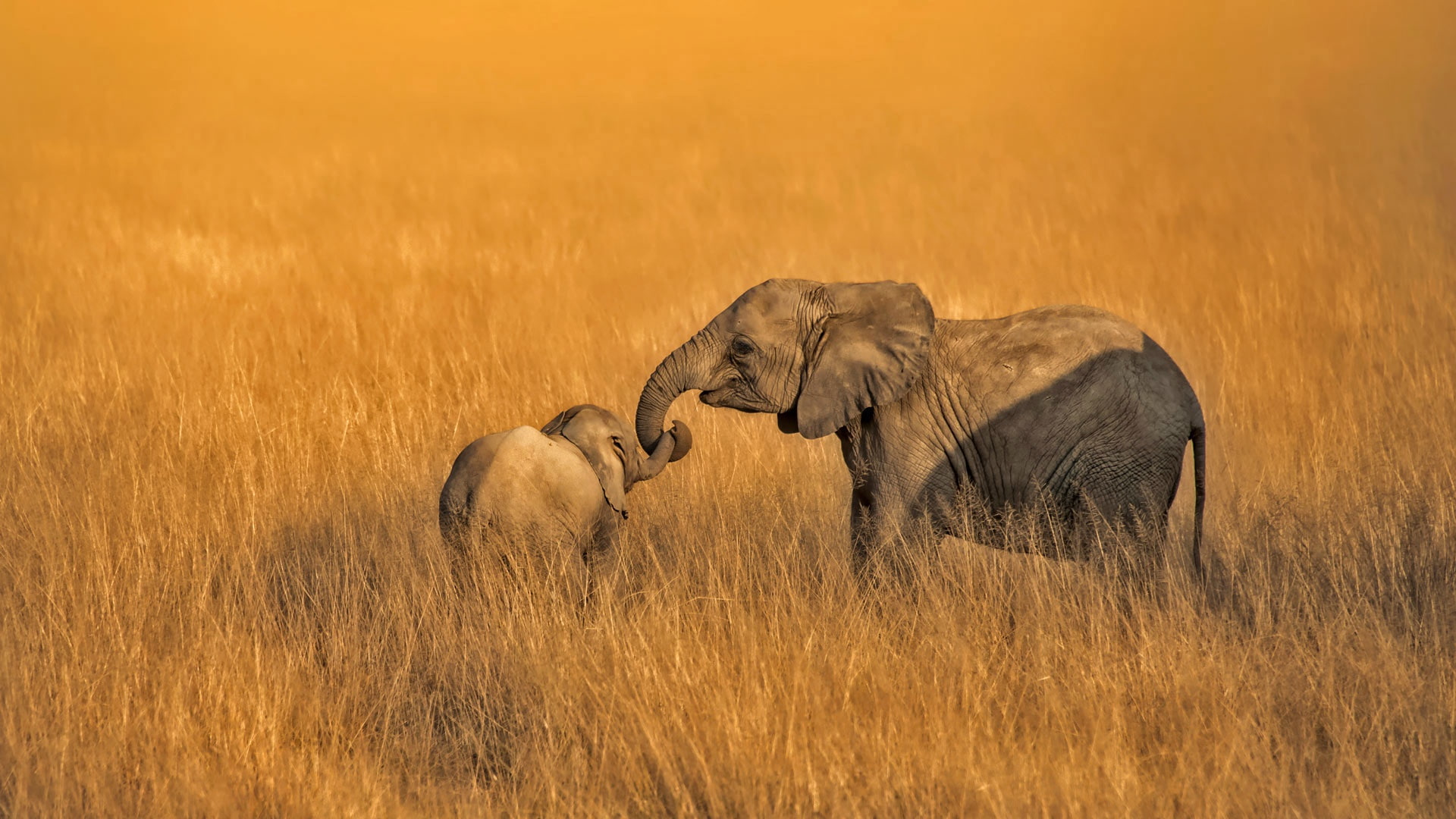family, elephants, National Park, 1080P, Kenya, Amboseli, HD Wallpaper