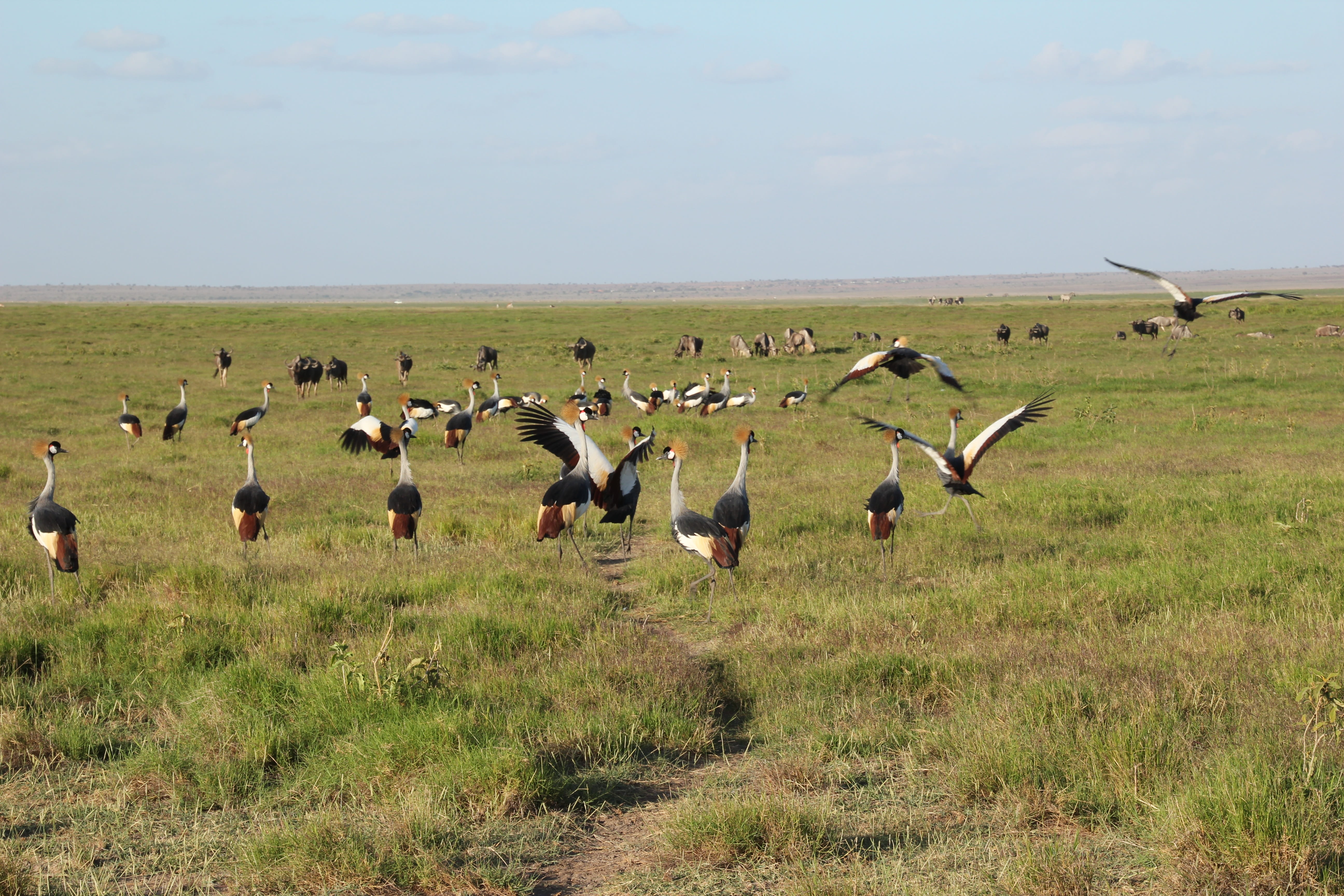 land, vertebrate, landscape, animal wildlife, beauty in nature, animal, 5K, large group of animals, group of animals, grass, sky, flock of birds, no people, HD Wallpaper