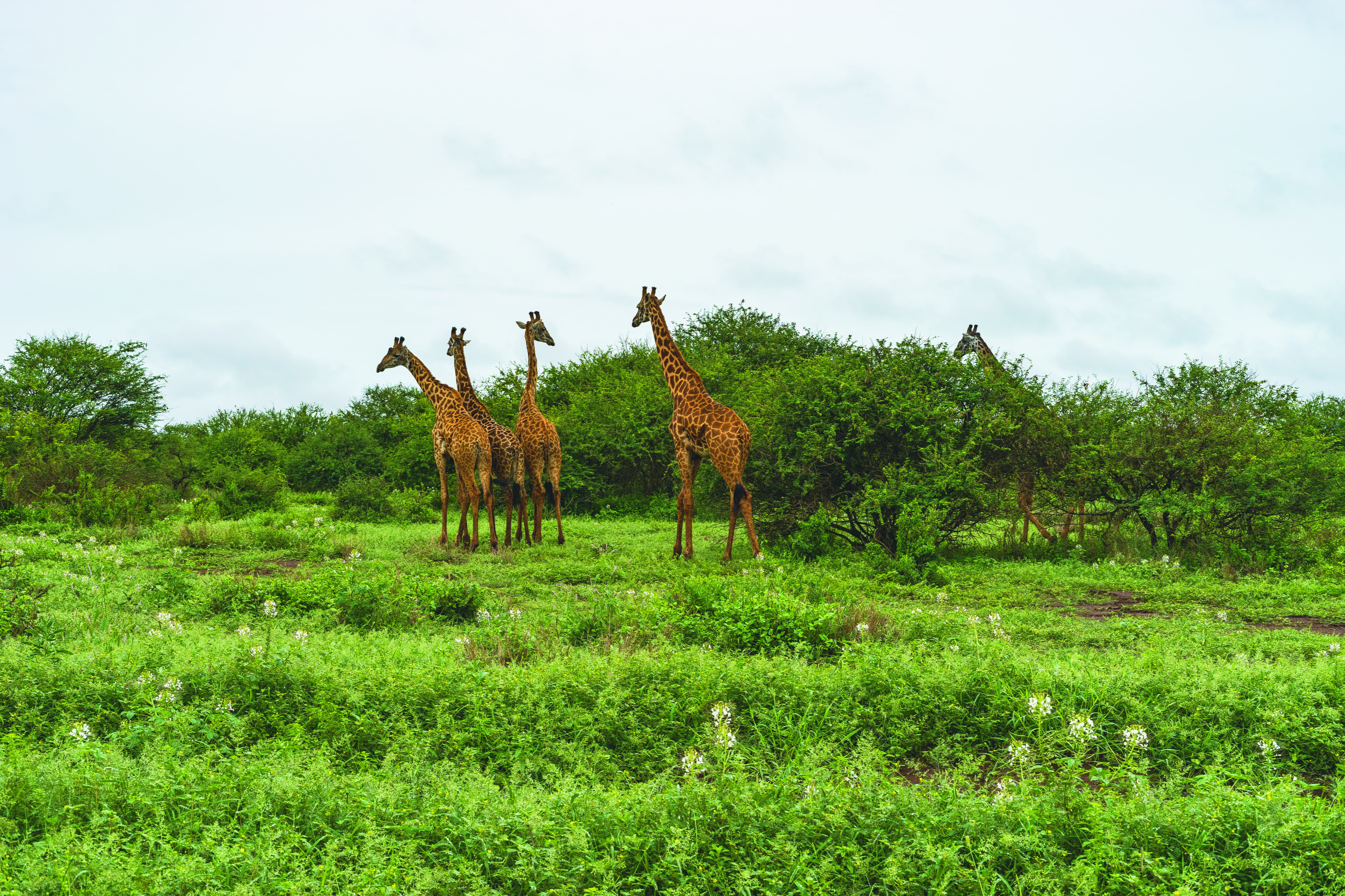 group of animals, fog, nature, sky, animal wildlife, herbivorous, mammal, outdoors, tree, jungle, vertebrate, safari, overcast, pack, kenya, animal themes, HD Wallpaper