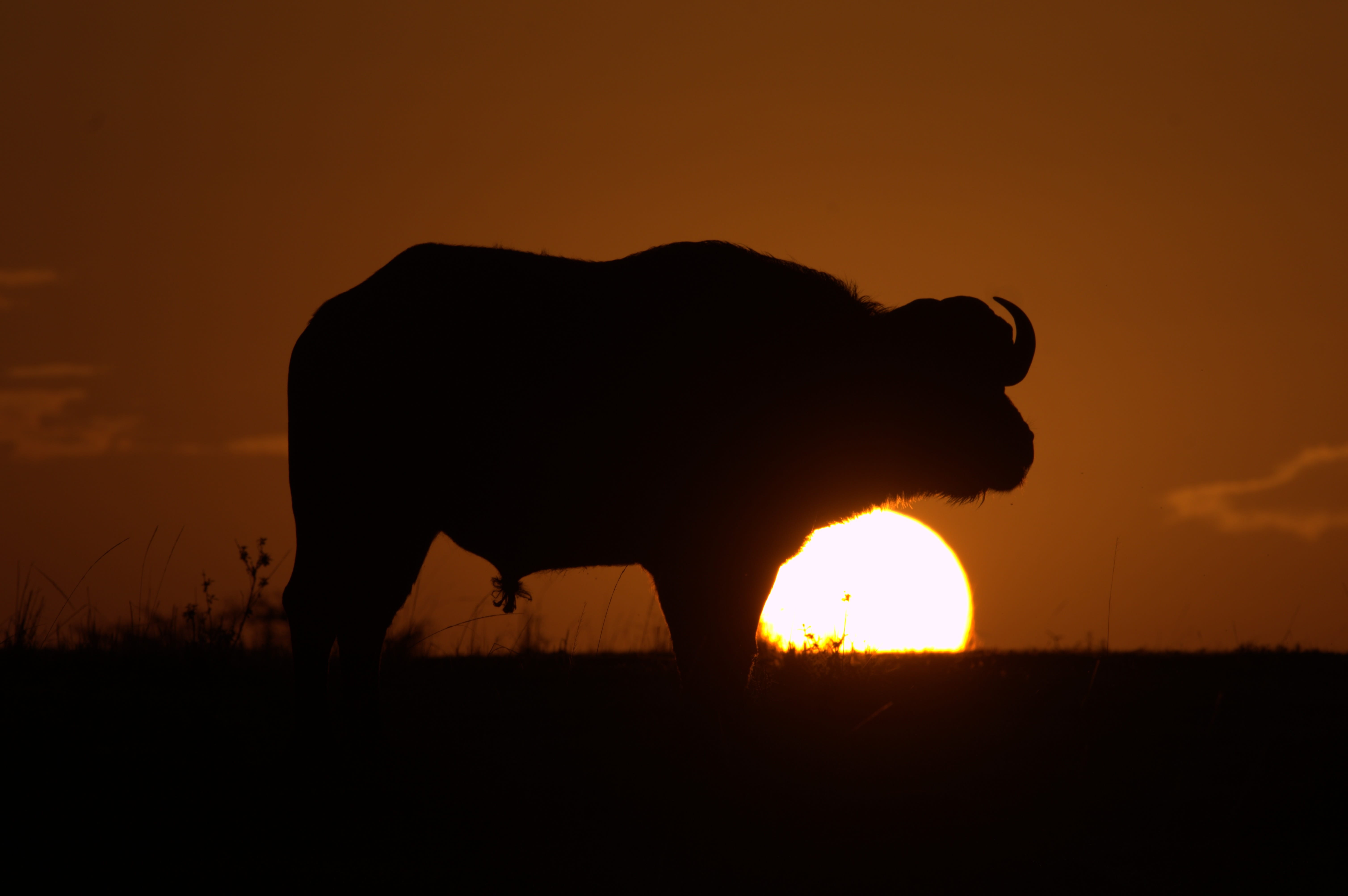 animal, animal wildlife, safari, side view, serengeti, animals, one animal, kenya, nature, tsavo, silhouette, 5K, savannah, mammal, sunset, environment, HD Wallpaper