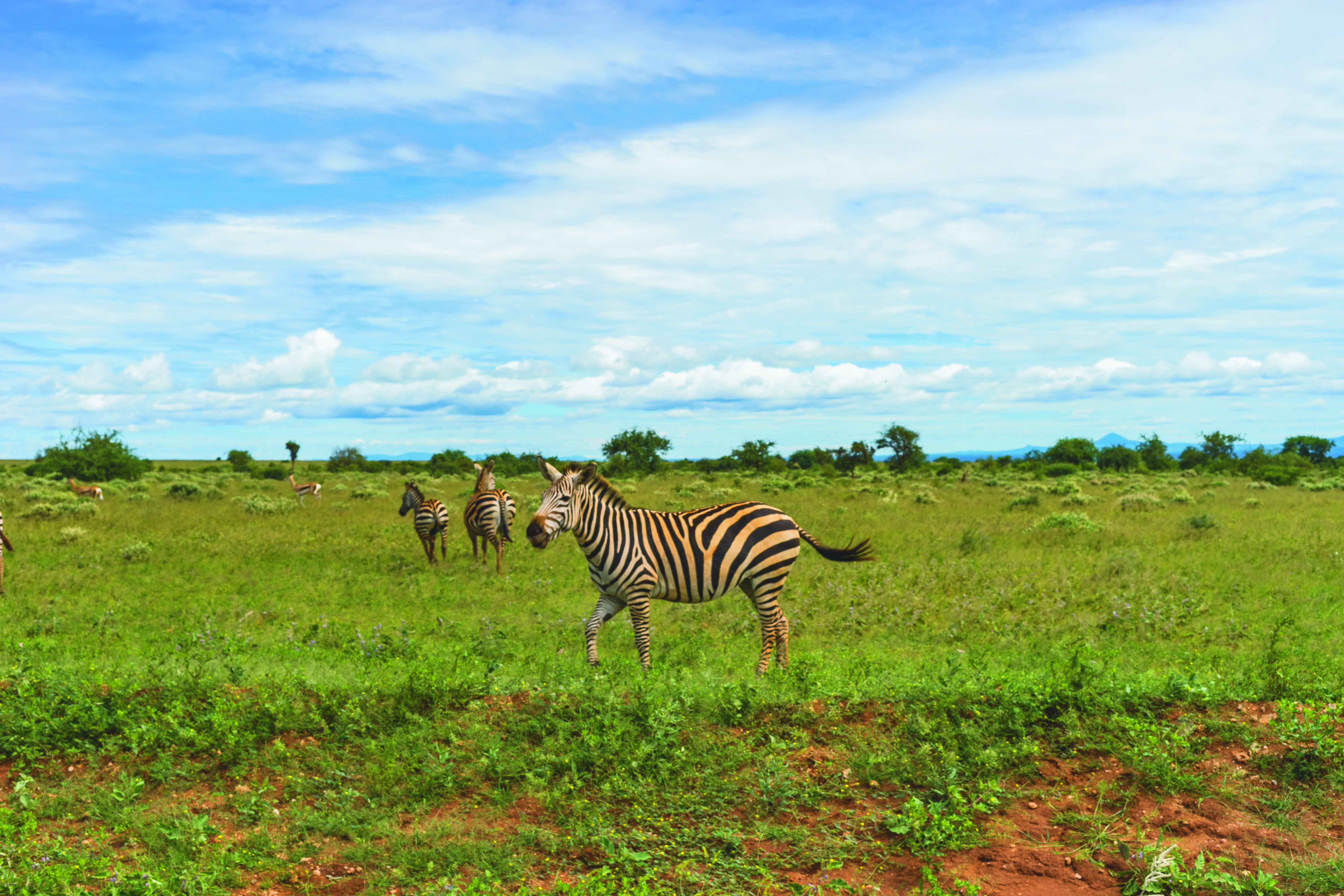 cloud - sky, herbivorous, wild, kenya, africa, amboseli national park, trees, striped, field, zebra, grass, land, animals, african, plains, clouds, mammal, HD Wallpaper