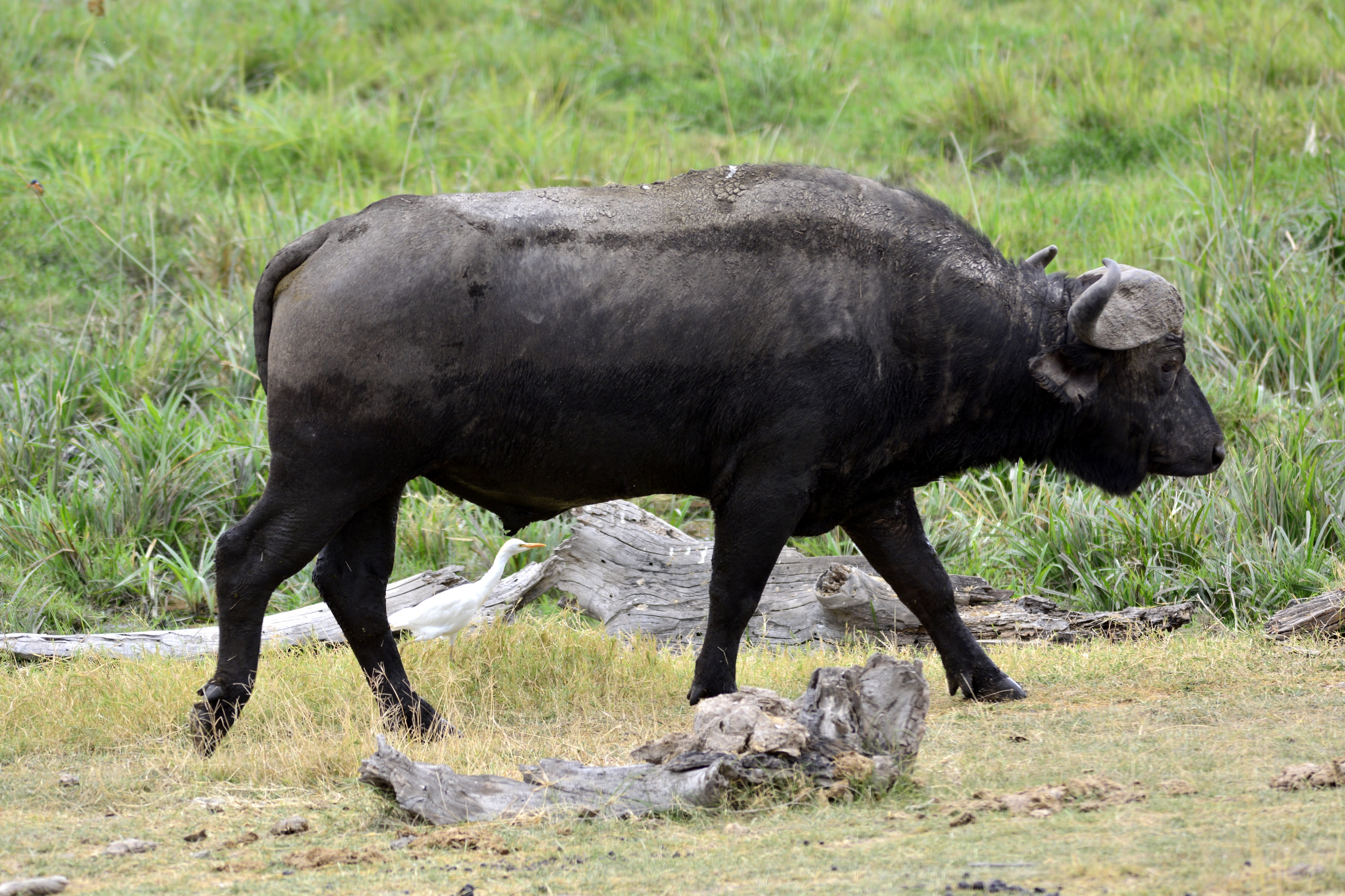 side view, nature, horned, tsavo, national park, Safari, grass, herbivorous, tarangire, mammal, no people, water Buffalo, wildlife, tanzania, cattle, Buffalo, HD Wallpaper