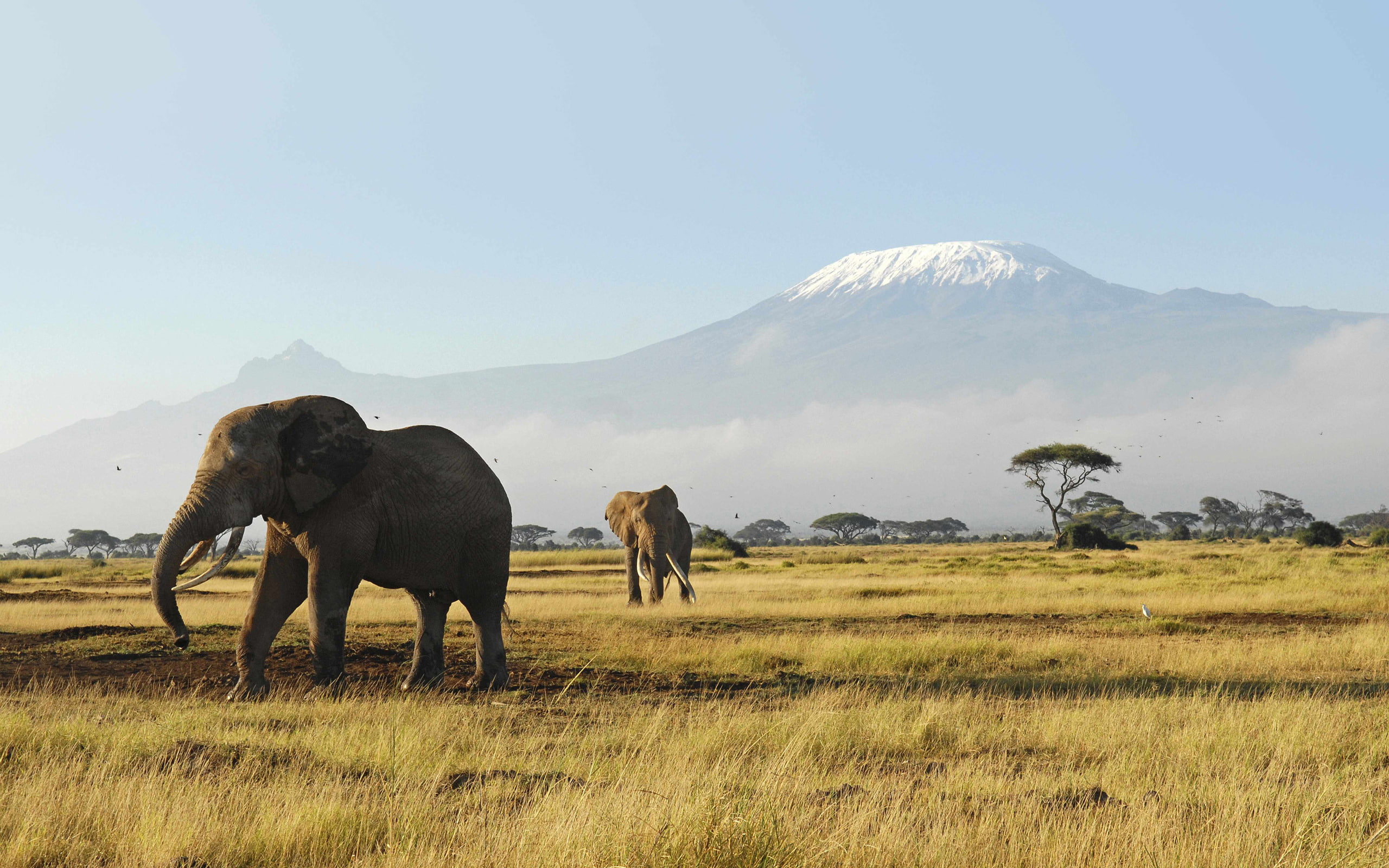 Africa, environment, no people, animals, animal family, young Animal, outdoors, kenya, animal themes, safari Animals, national Landmark, vertebrate, nature, HD Wallpaper