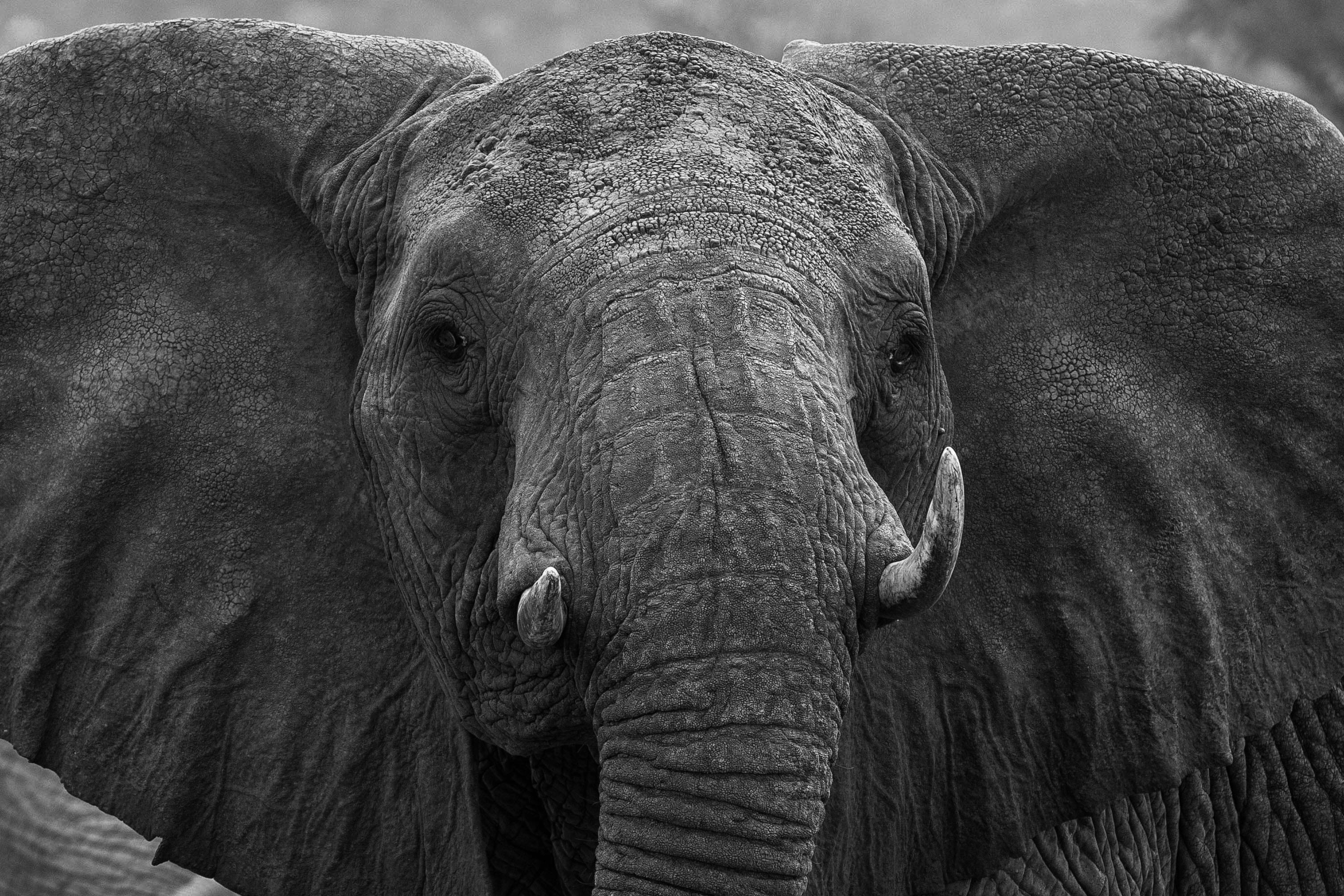 one animal, animals in the wild, no people, day, mammal, animal body part, animal, animal themes, wilderness, animal wildlife, animal head, africa, 2K, HD Wallpaper
