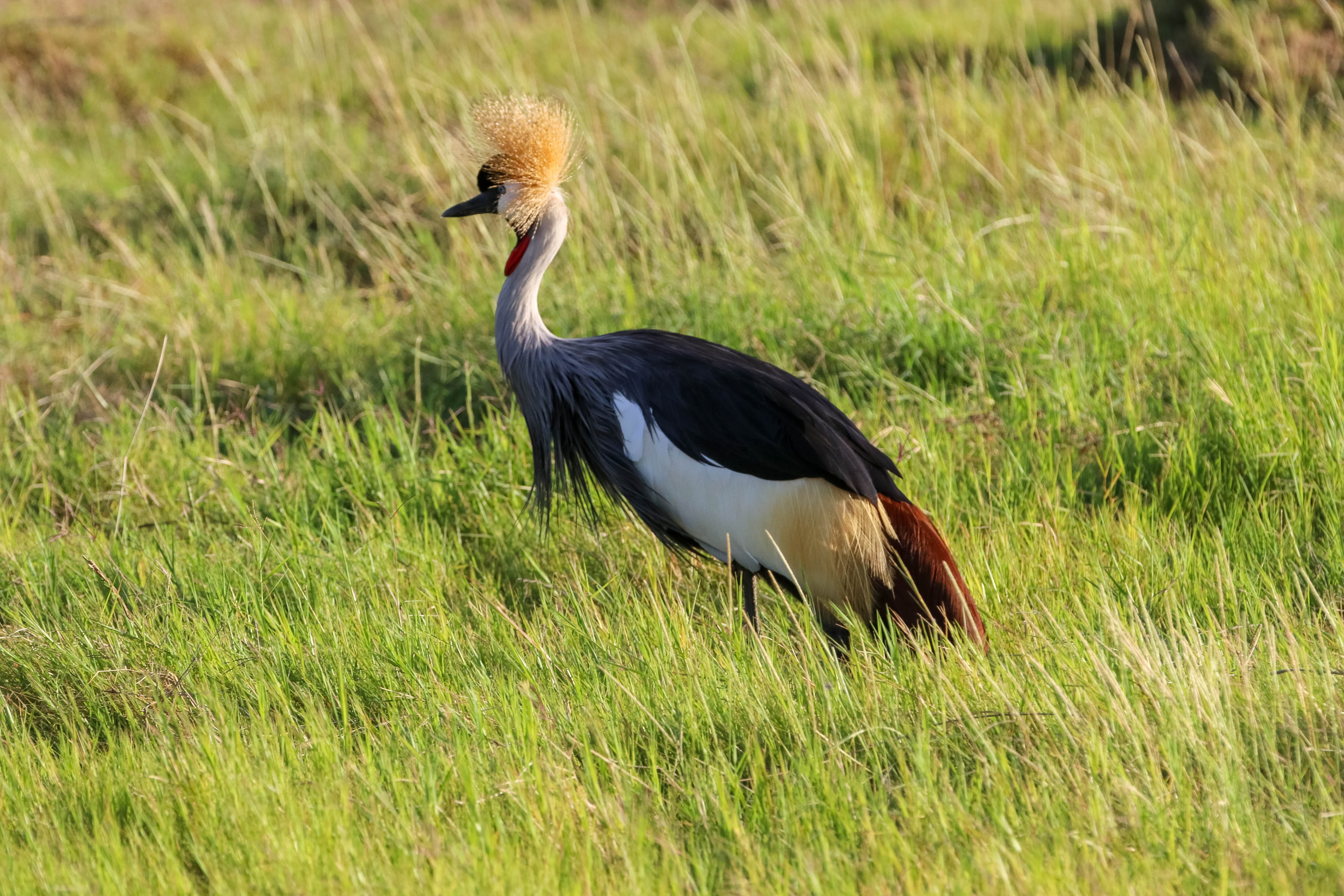 animal, land, grass, kenya, national park, amboseli, safari, nature, side view, green color, 5K, bird, field, africa, crane, one animal, outdoors, crane - bird, HD Wallpaper