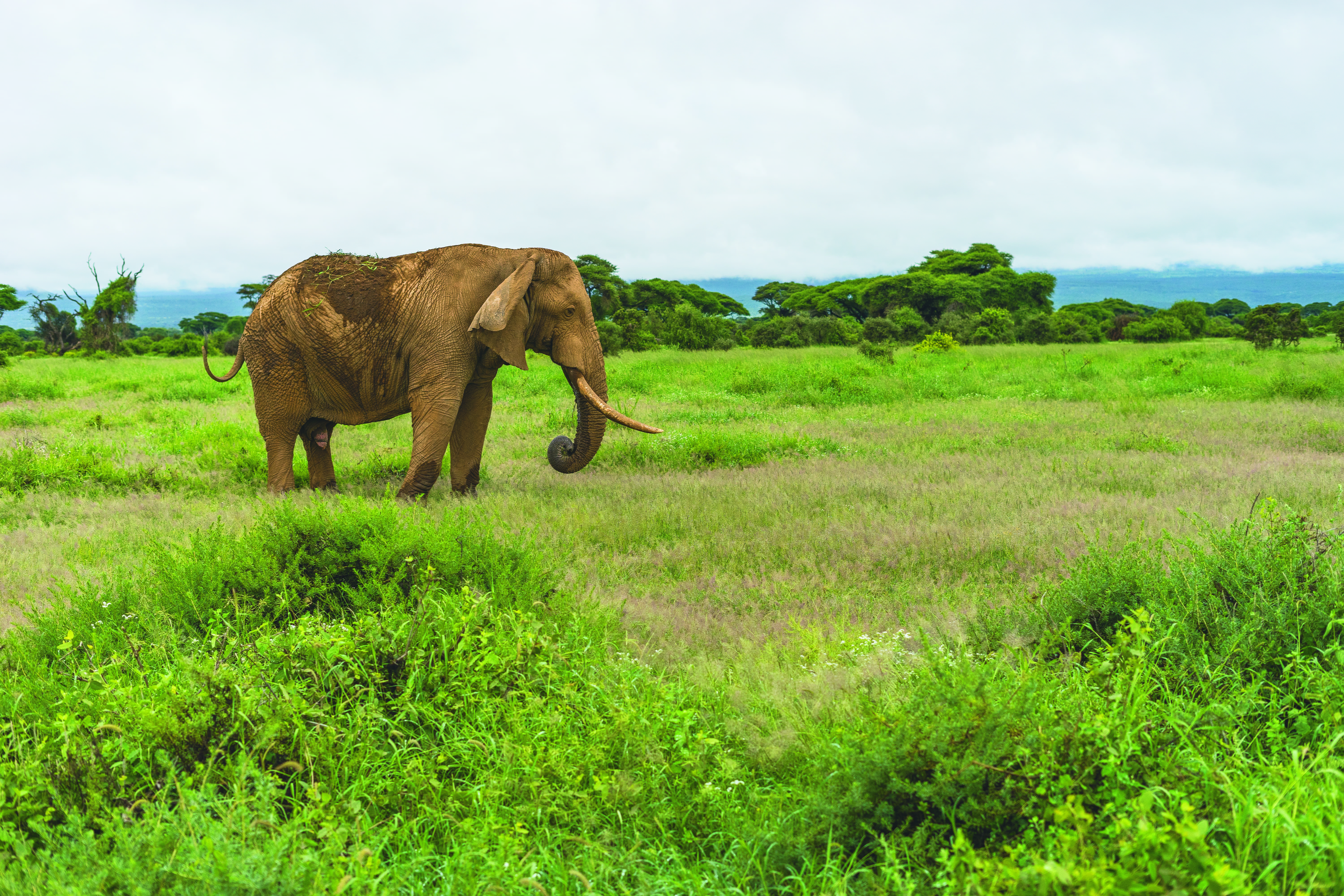 landscape, vertebrate, day, no people, elephant, wild, animal themes, clouds, 5K, land, trees, field, animal trunk, plain, male, herbivorous, animal wildlife, HD Wallpaper