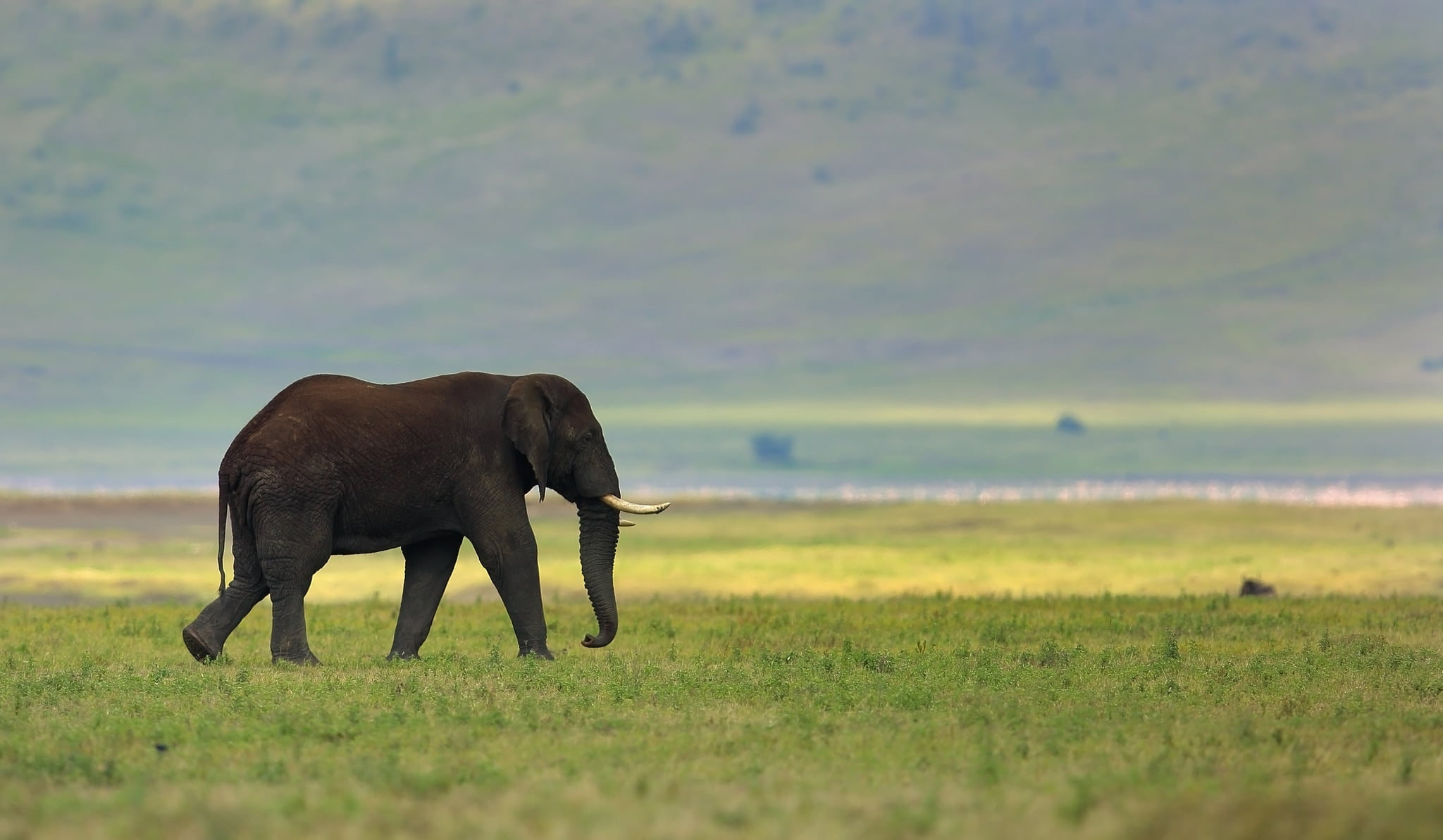 safari Animals, ivory, national Park, young Animal, plain, field, elephant Calf, tusk, elephant, one animal, animal Trunk, animal, land, grass, 1080P, HD Wallpaper