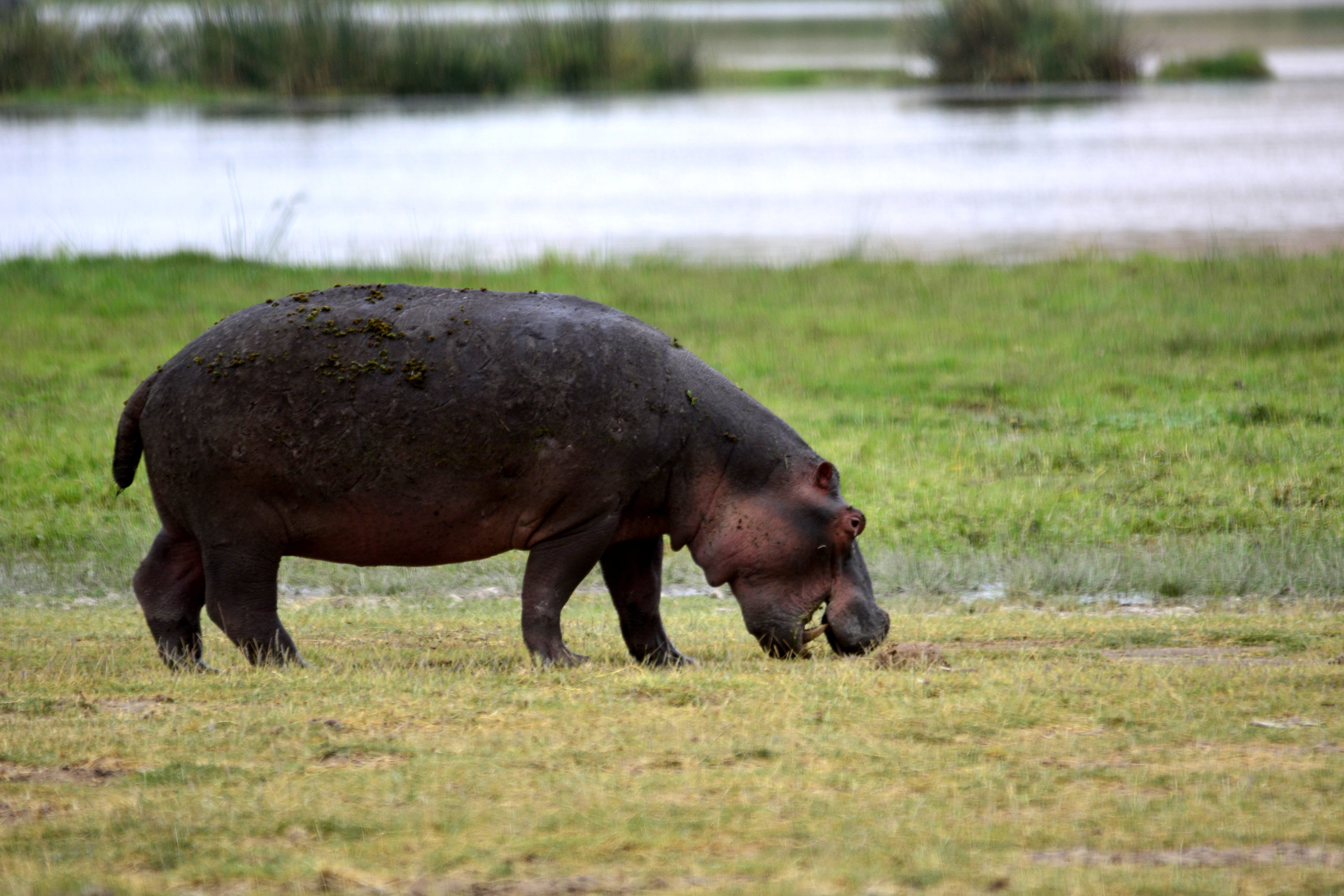field, livestock, animal themes, plant, Africa, tsavo, Amboseli, mammal, animals in the wild, Hippo, tarangire, Safari, herbivorous, hipoppotamus, grazing, HD Wallpaper