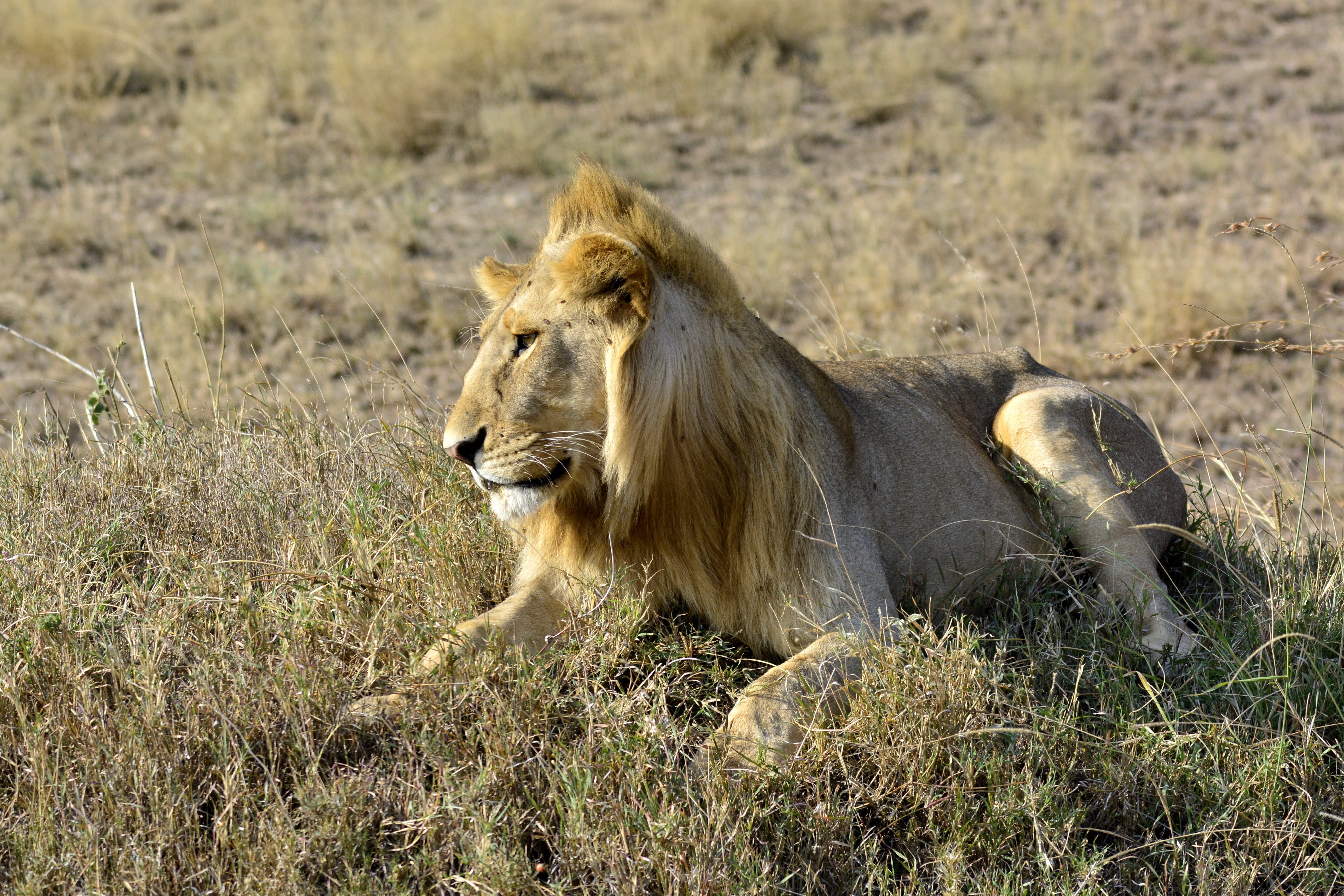 safari, kenya, lioness, animal themes, africa, plant, cat, masai Mara, east Africa, no people, plain, national park, animals In The Wild, mammal, vertebrate, HD Wallpaper