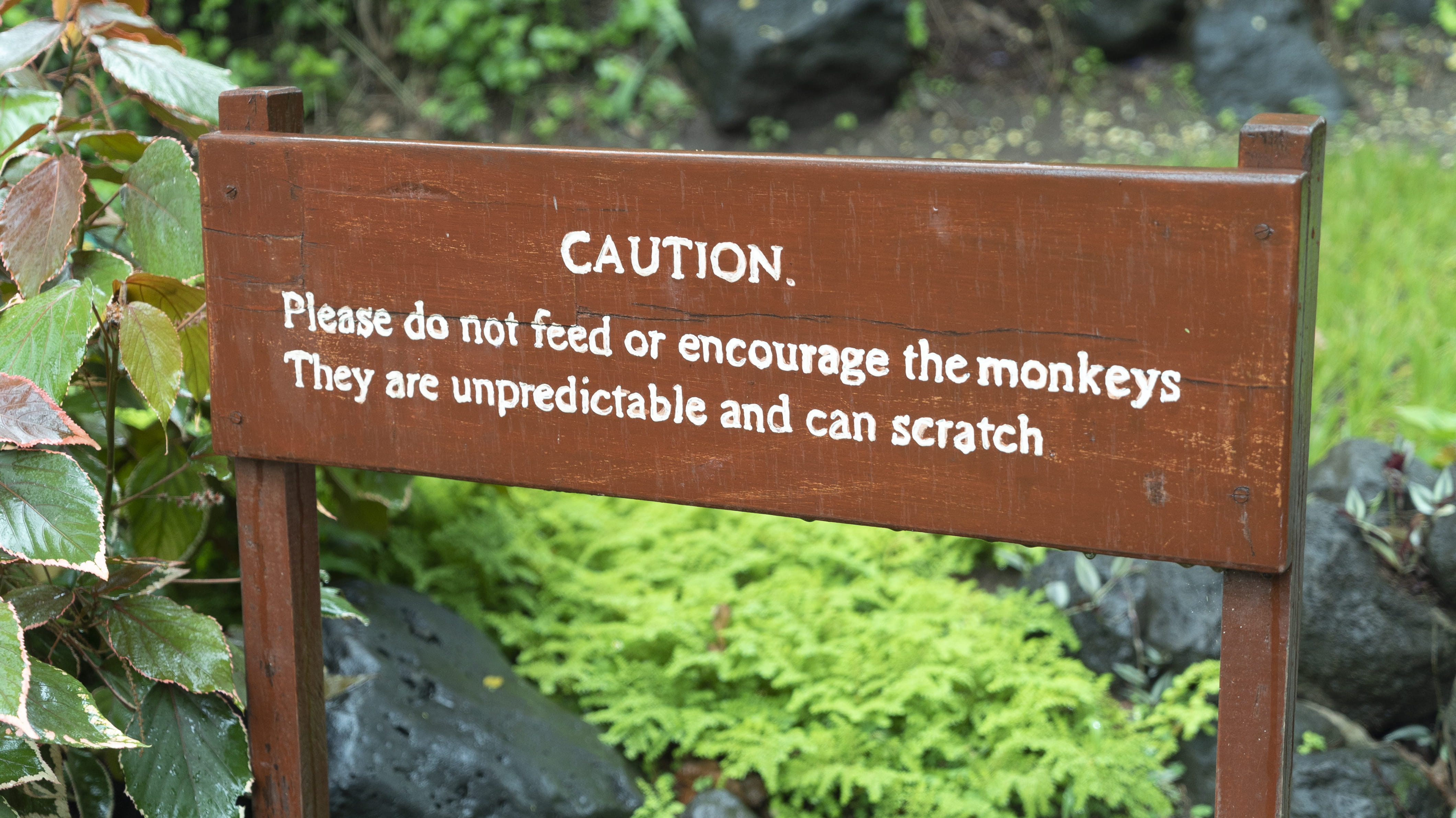 plant part, kenya, non-western script, africa, caution, plant, close-up, script, wood - material, guidance, day, no people, western script, monkey, 4K, HD Wallpaper