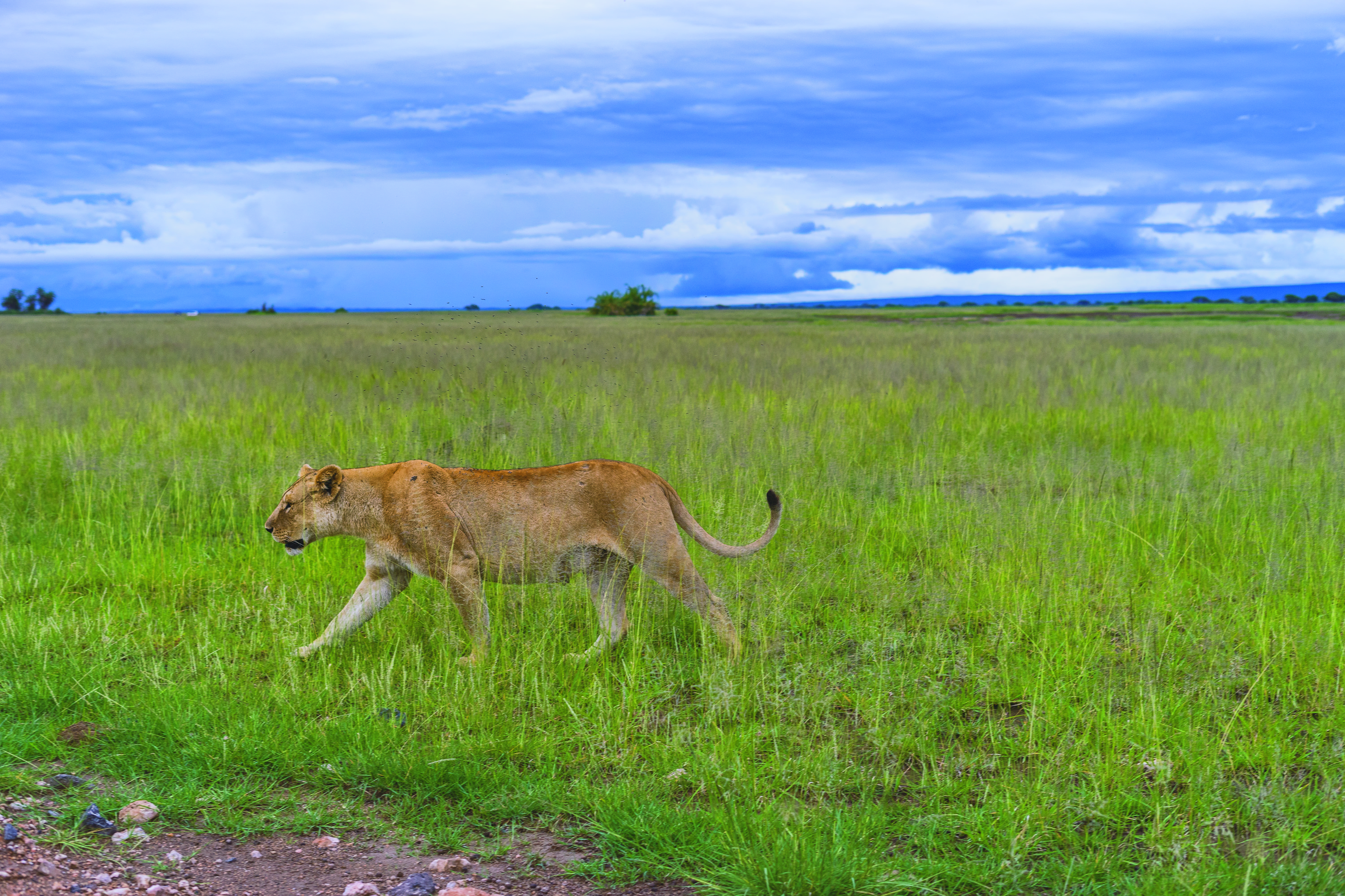 land, landscape, sky, field, tree, animal wildlife, nature, animals in the wild, mammal, grass, lion - feline, lion, plant, wild, female, clouds, day, vertebrate, HD Wallpaper
