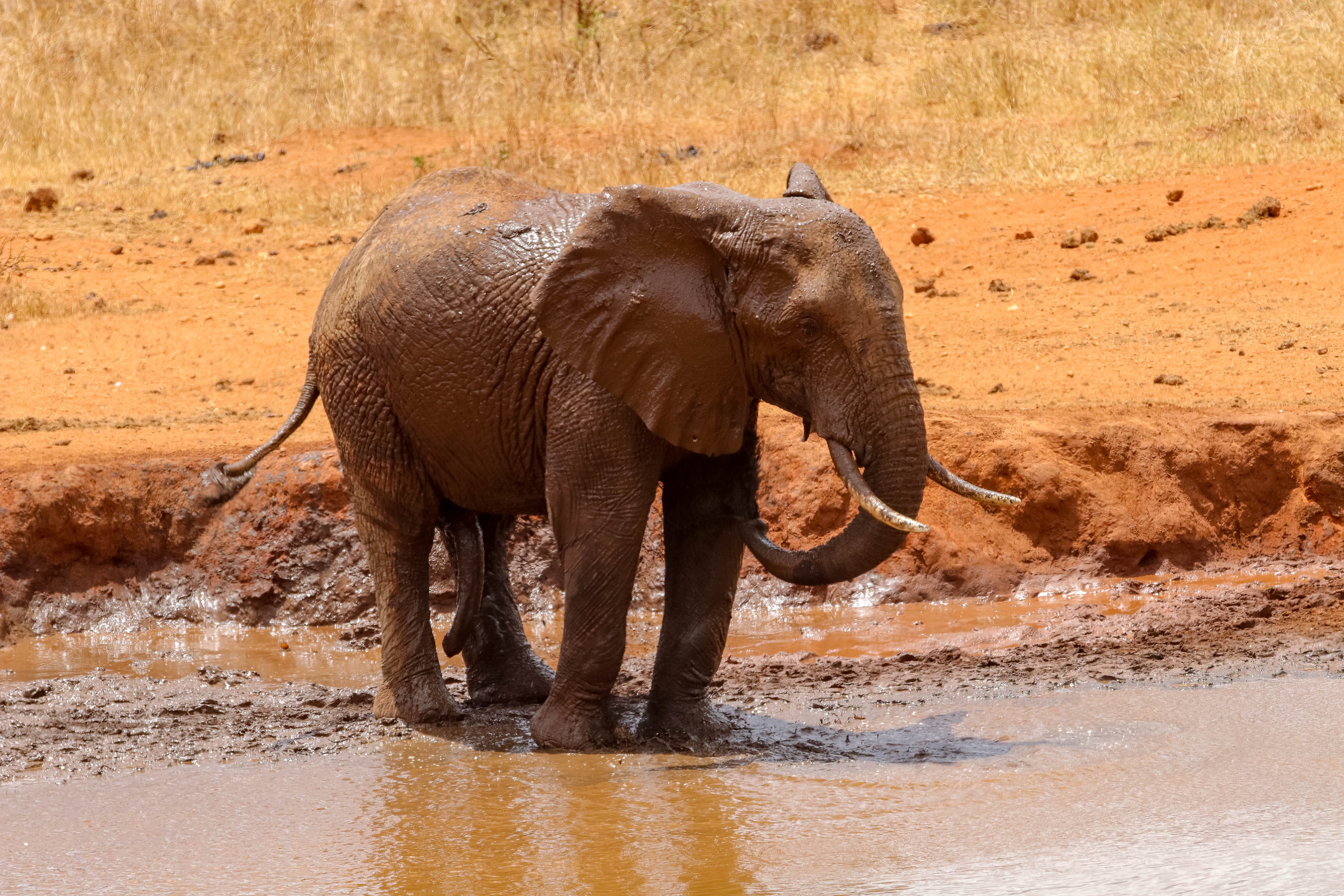 animal world, water hole, animal trunk, wilderness, kenya, water, waterfront, animal themes, animal, amboseli, safari, herbivorous, africa, outdoors, landscape, HD Wallpaper