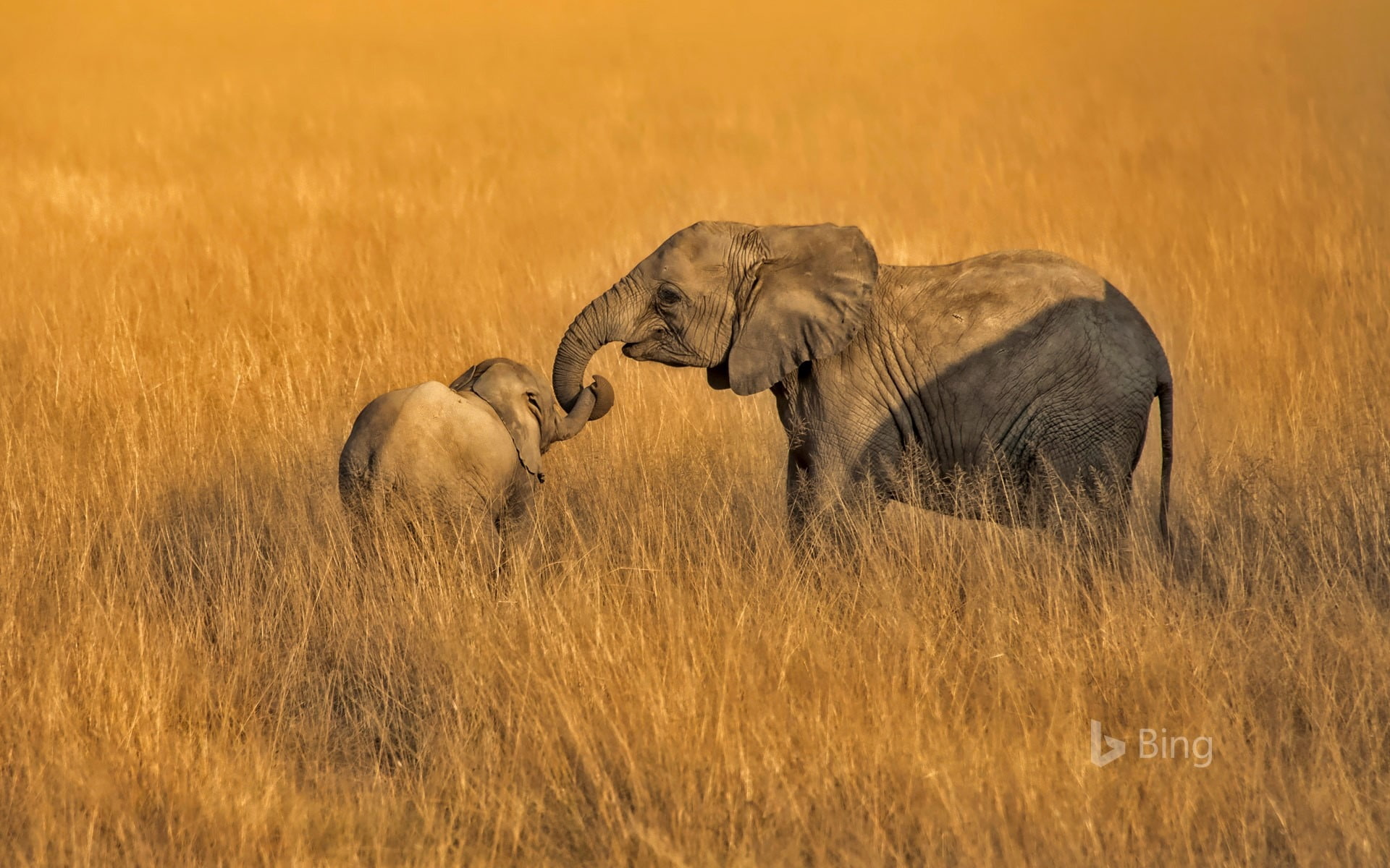 grass, plant, elephants, prairie, young animal, amboseli, no people, animal themes, vertebrate, animal family, safari, park, animals in the wild, group of animals, HD Wallpaper