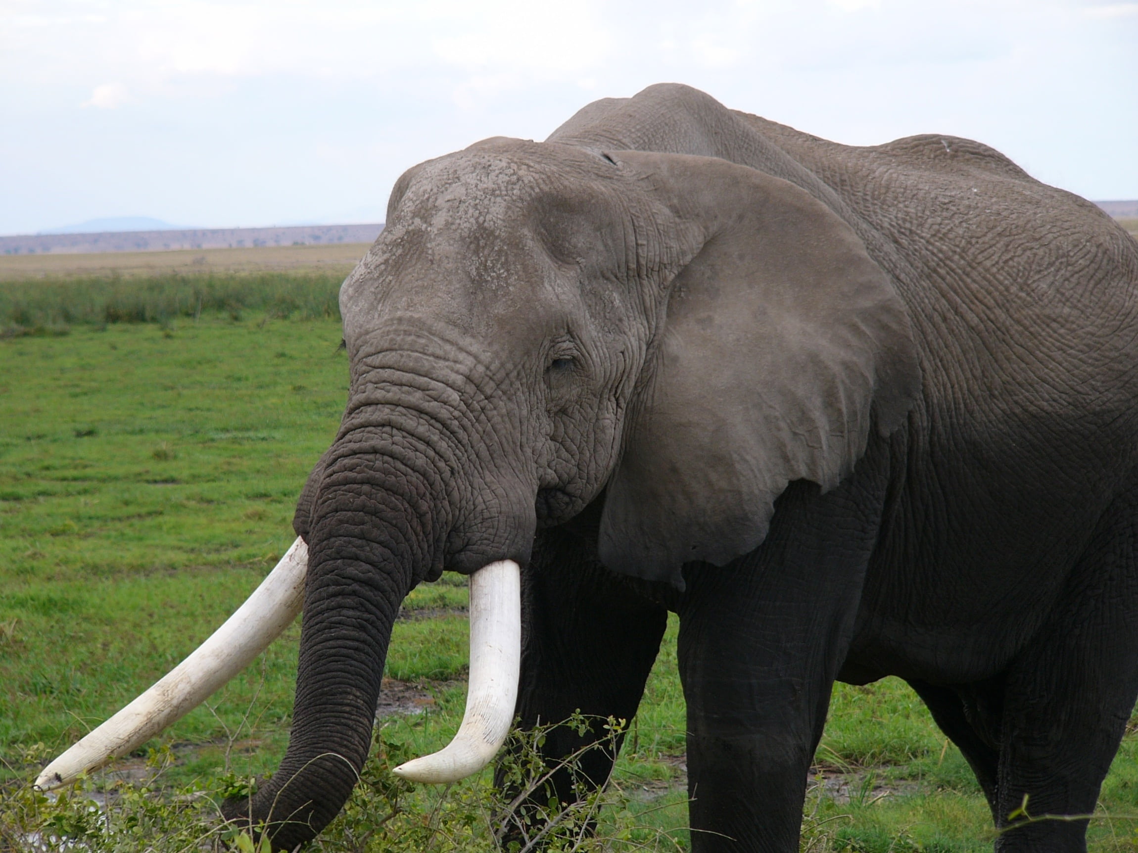 big five, standing, plant, beauty in nature, animal trunk, environment, animal, tusk, elephant, land, amboseli national park, sky, wilderness, field, one animal, HD Wallpaper
