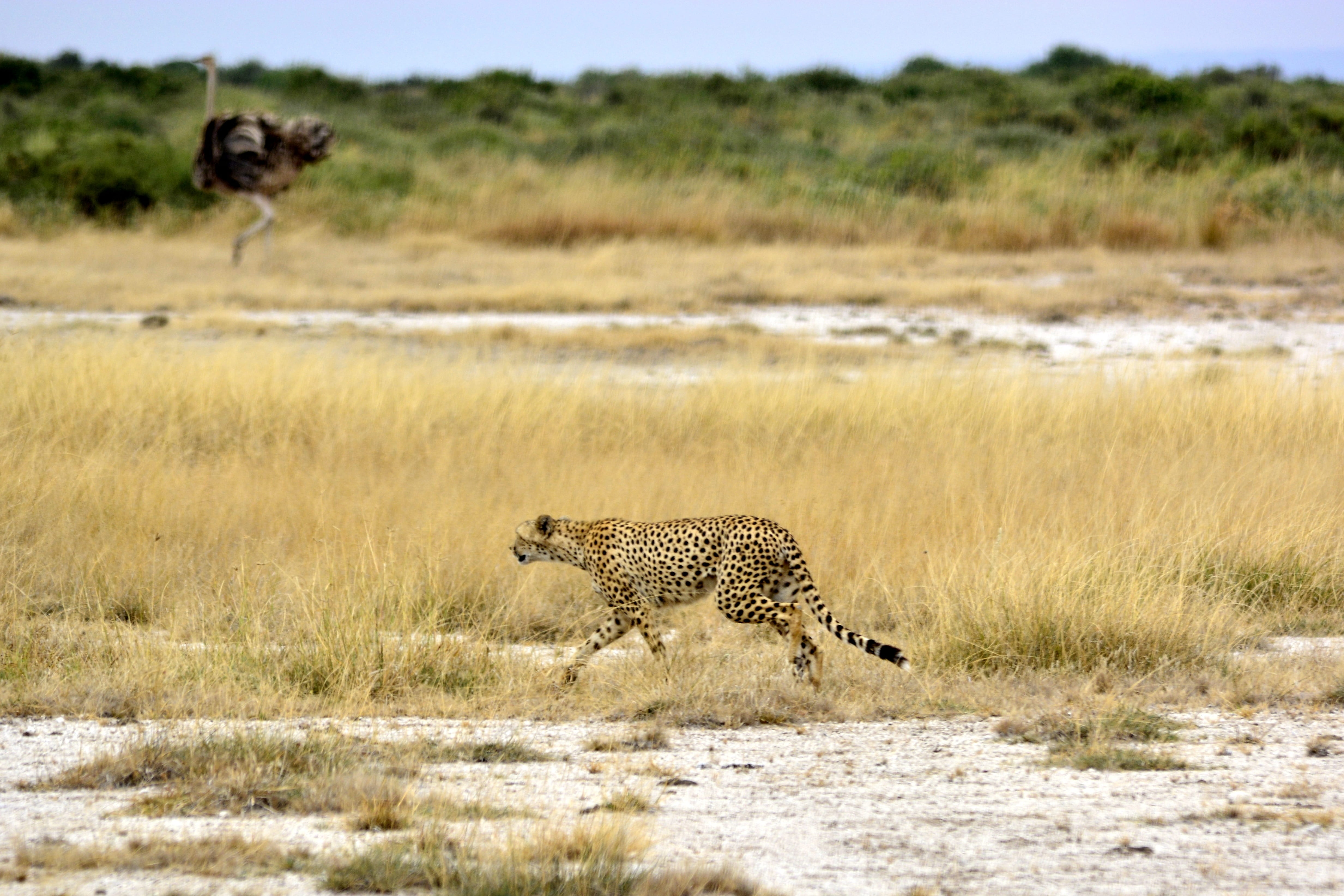 mammal, nature, feline, animal themes, Amboseli, 4K, the ostrich, tarangire, carnivora, no people, animals, animals hunting, spotted, animals in the wild, HD Wallpaper