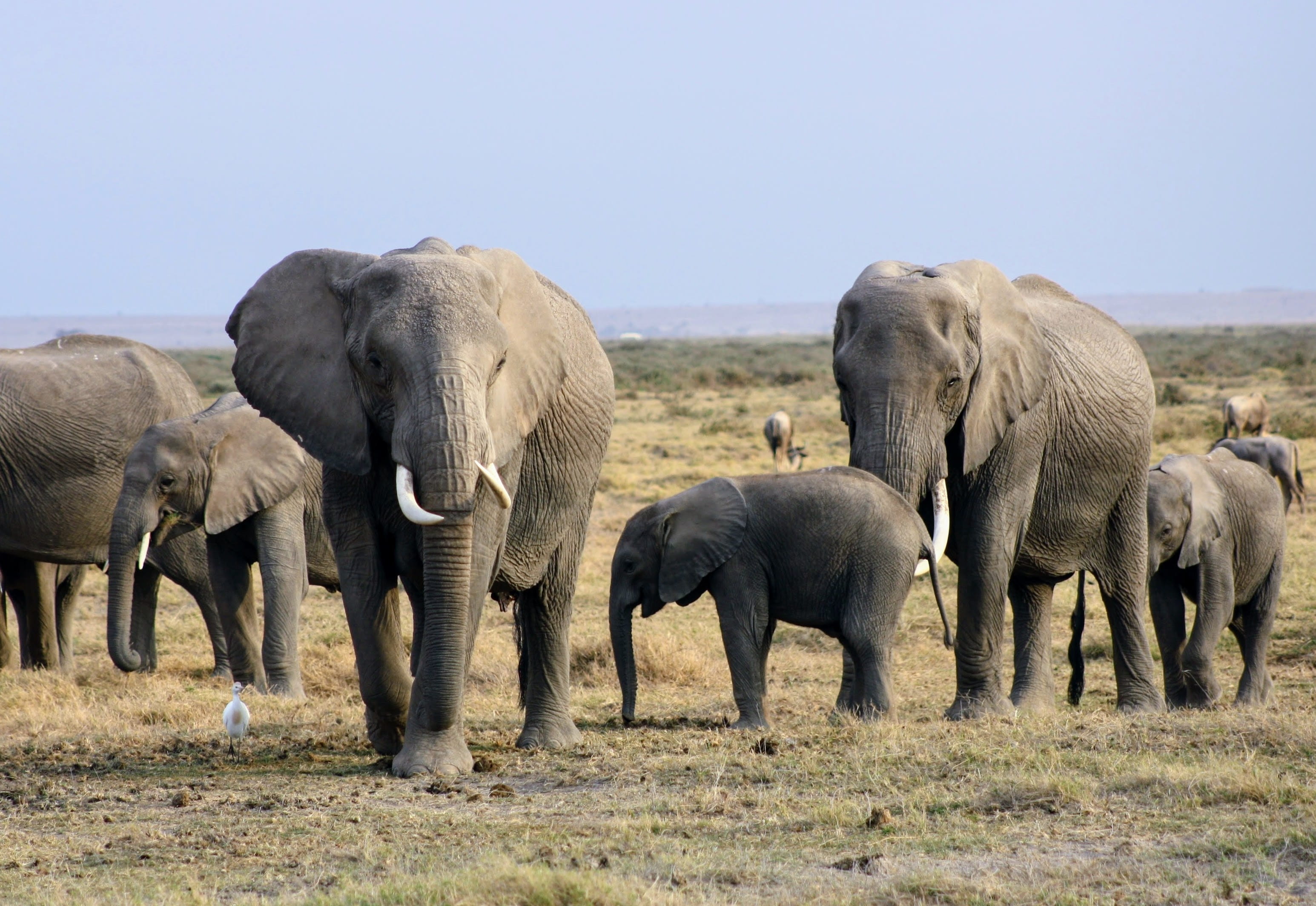animal wildlife, safari, 2K, no people, herbivorous, field, arid climate, mammal, environment, kenya, grass, animal family, outdoors, elephant calf, animal trunk, HD Wallpaper