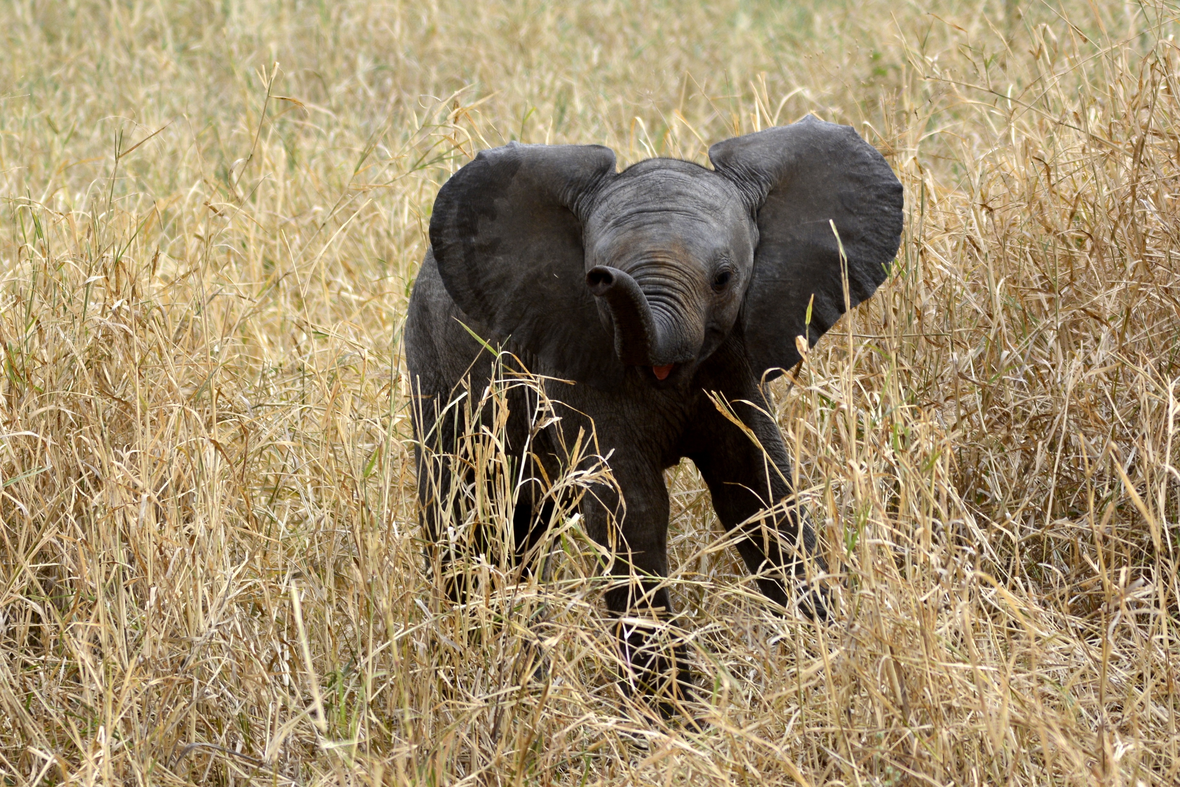 tarangire, kenya, no people, tsavo, day, vertebrate, black, tanzania, daytime, serengeti, elephant, nature, animal themes, africa, animals in the wild, HD Wallpaper