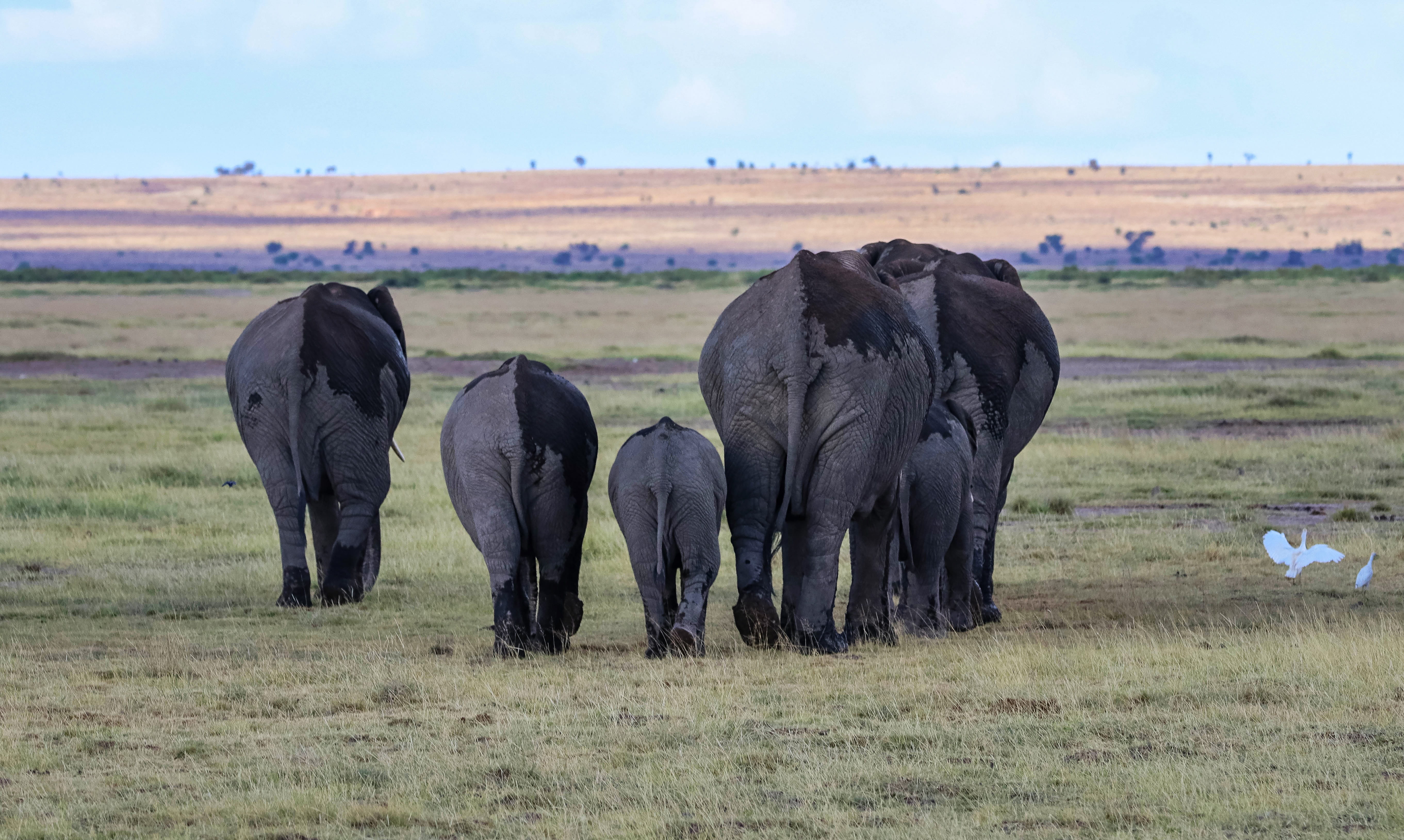 kenya, mammal, animal, safari, no people, african elephant, large group of animals, outdoors, animal themes, animal family, amboseli, 5K, group of animals, HD Wallpaper