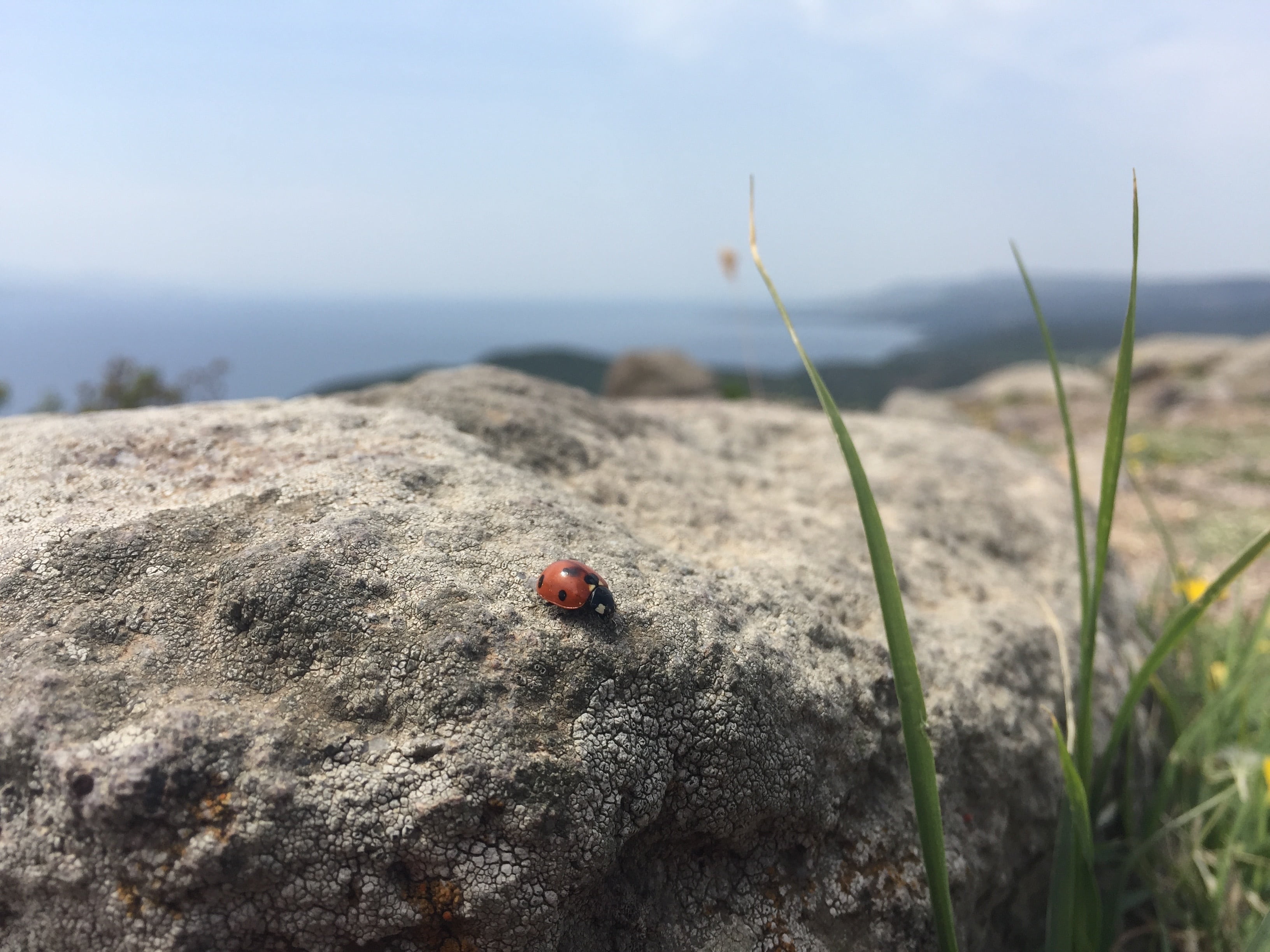 selective focus, photo, focus on foreground, peace, nature, landscape, temple, land, on, invertebrate, solid, outdoors, day, beetle, blue, animal wildlife, HD Wallpaper