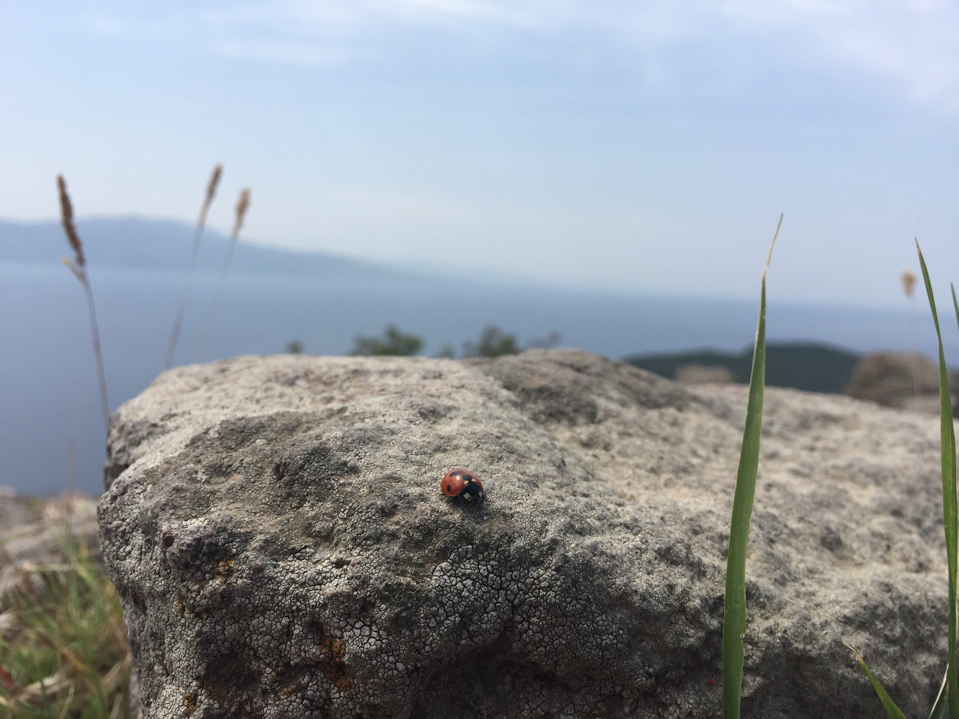 beautiful, Assos, close-up, historical works, blue, day, travel, turkey, historical city, landscape, insect, solid, invertebrate, focus on foreground, temple, HD Wallpaper