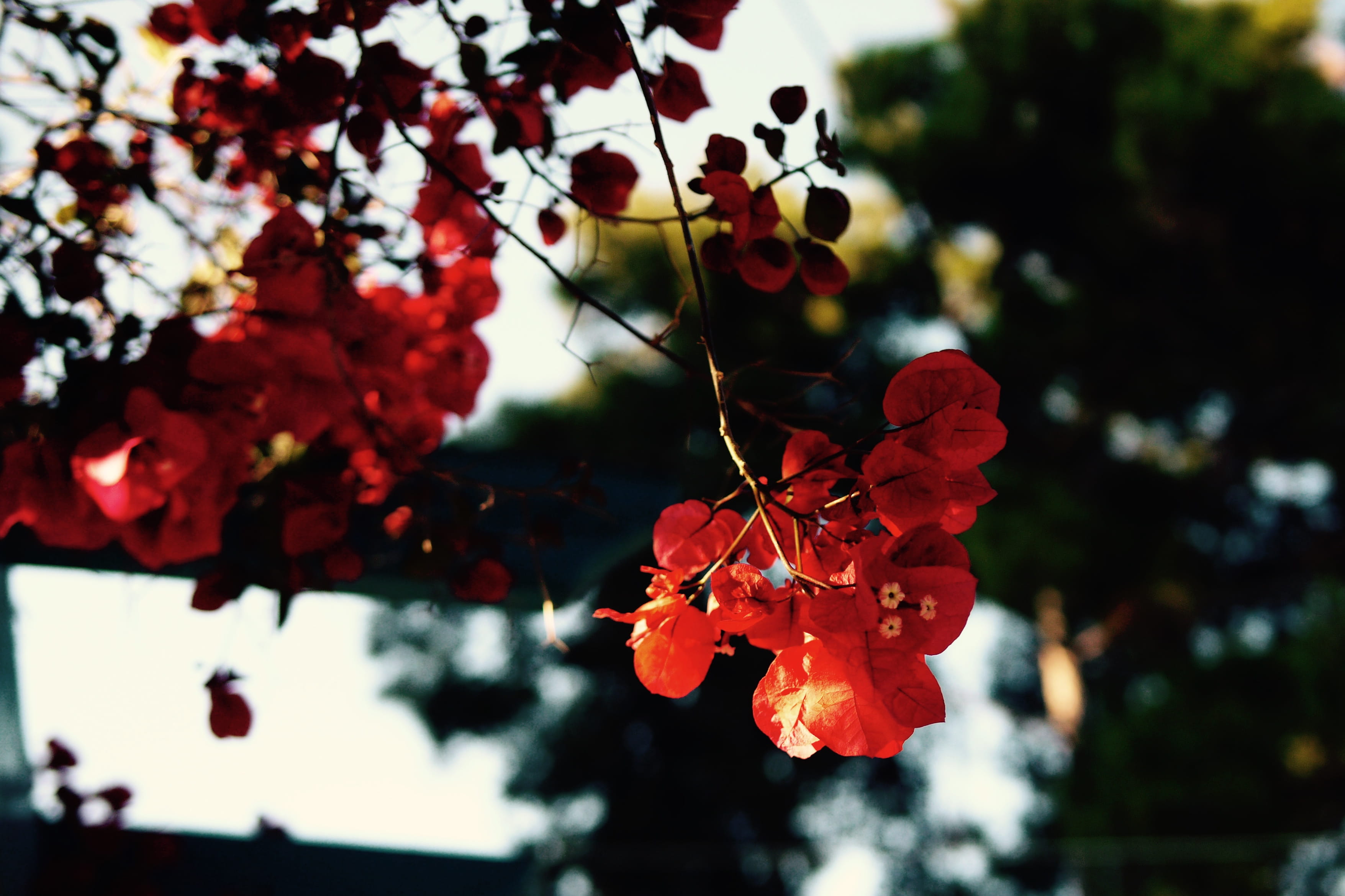 no people, greece, growth, petals, freshness, outdoors, 2K, fragility, flower head, focus on foreground, branch, pollen, fruit, close-up, flower, springtime, HD Wallpaper