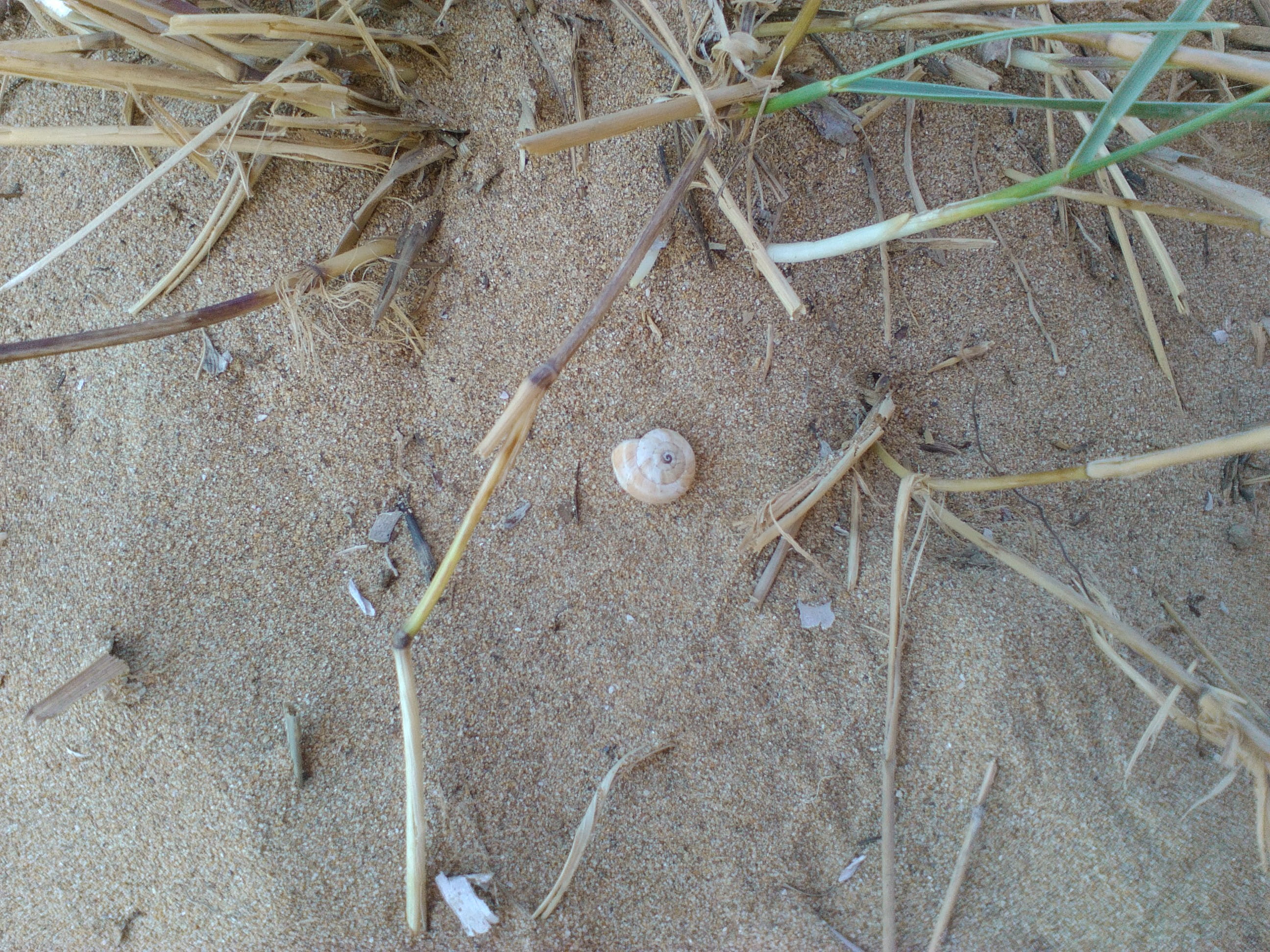 outdoors, sand, dry, twig, greece, close-up, land, nature, stick - plant part, no people, snail, dirt, megali ammos beach, leaf, minies village, shell, HD Wallpaper