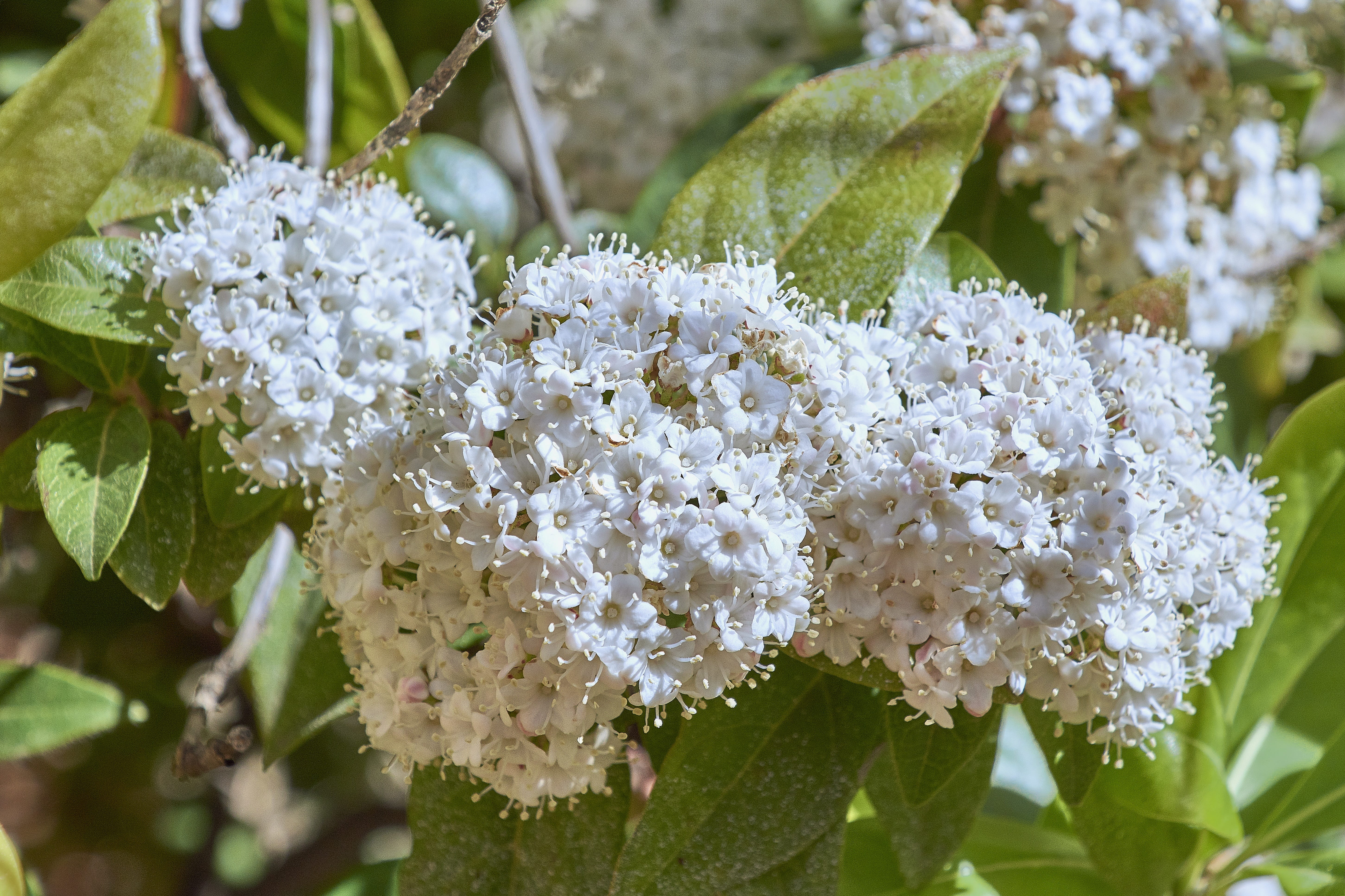 flower head, petal, plant part, green color, inflorescence, nature, bunch of flowers, outdoors, freshness, flora, white color, vulnerability, no people, HD Wallpaper