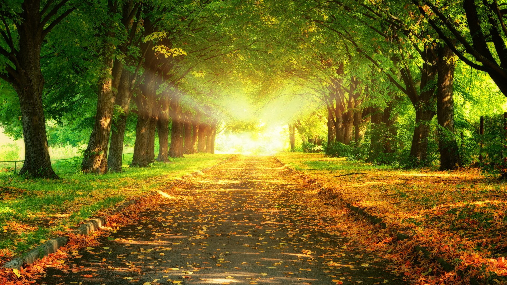 1080P, nature hd  for pc download 1920x1080, HD Wallpaper