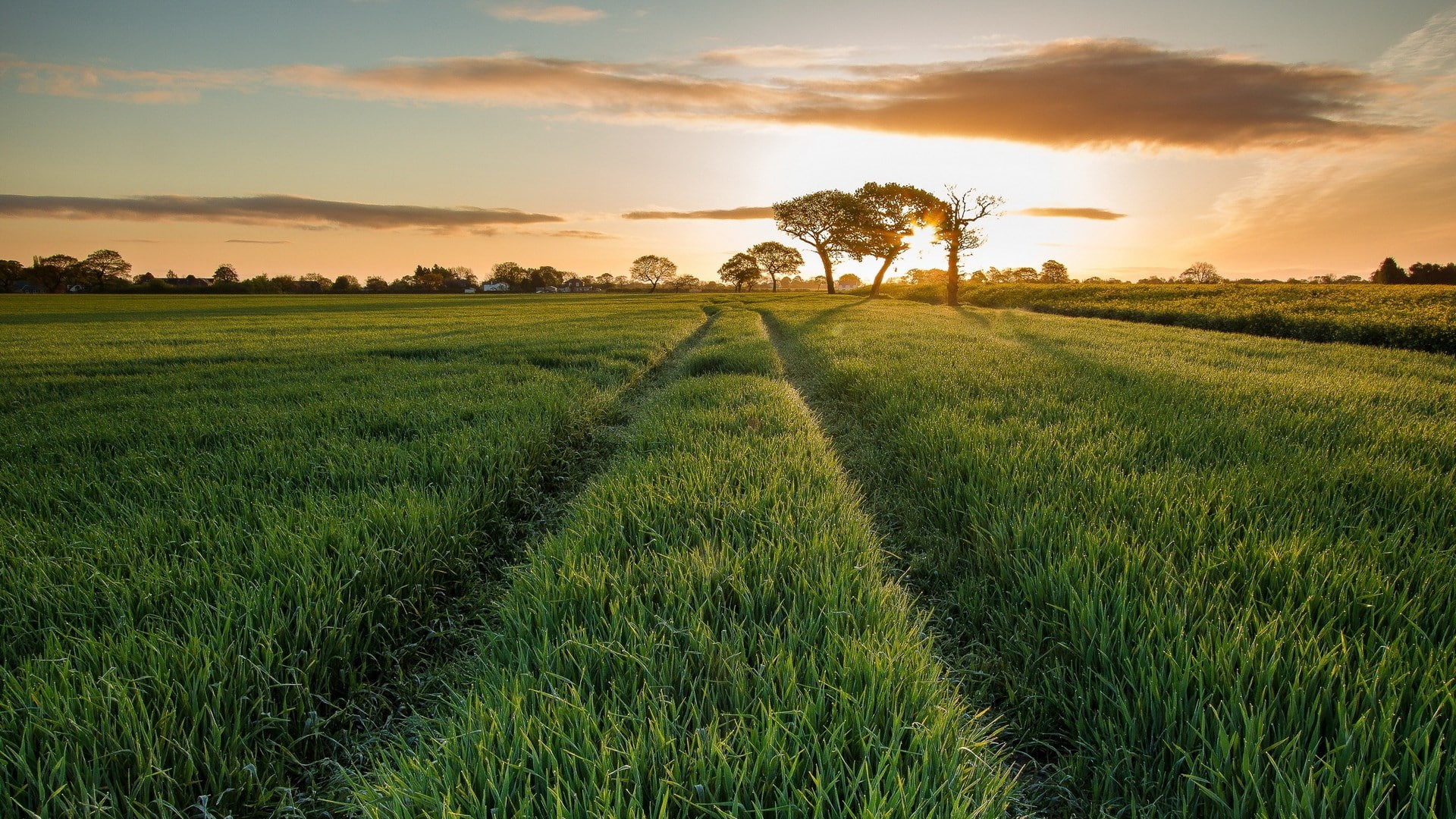environment, outdoors, nature hd  for pc download 1920x1080, tranquil scene, crop, sky, tranquility, green color, tree, land, nature, agriculture, plant, HD Wallpaper