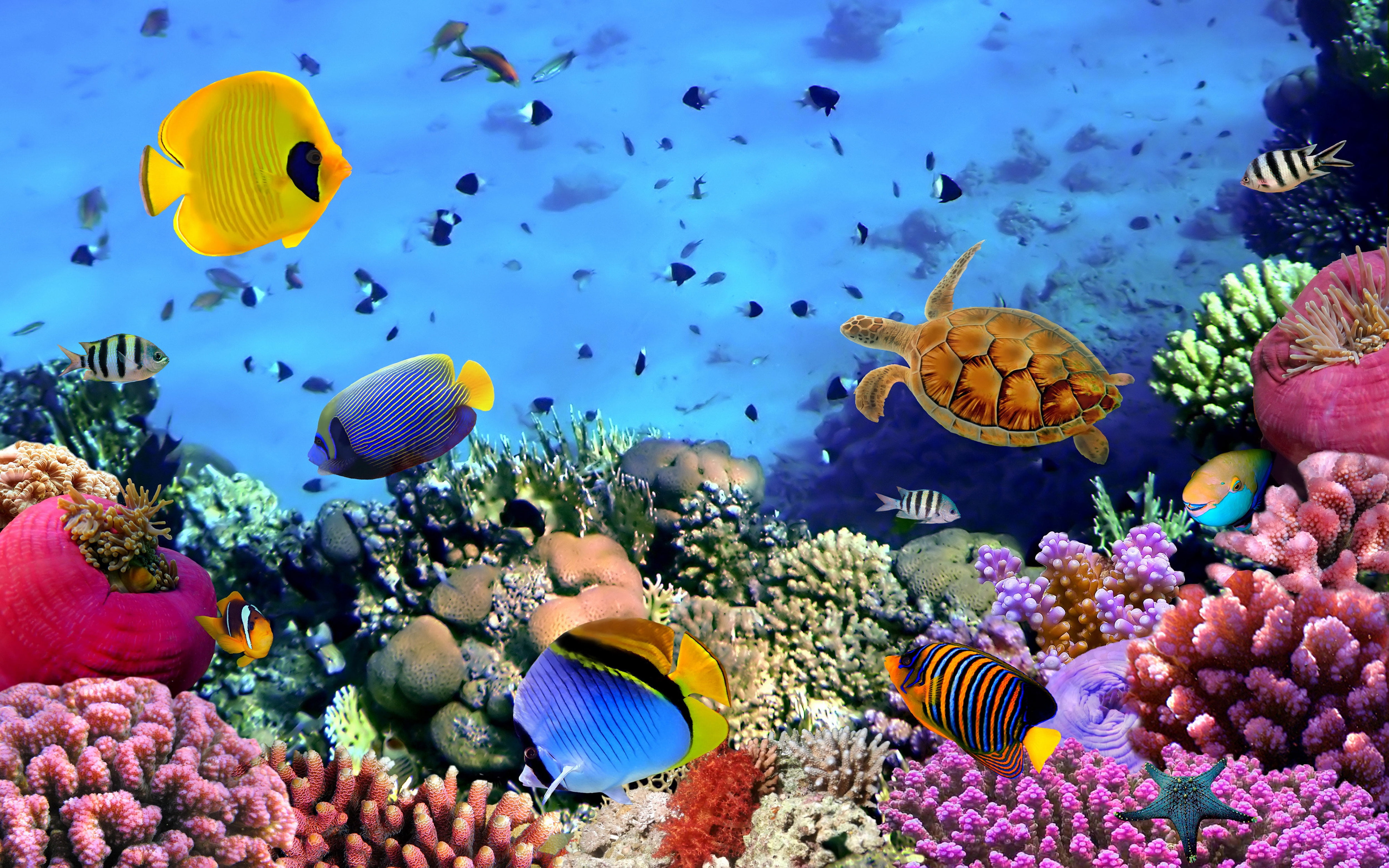 ecosystem, beautiful, animal themes, underwater, group of animals, beauty in nature, fish, large group of animals, water, turtle, school of fish, marine, HD Wallpaper