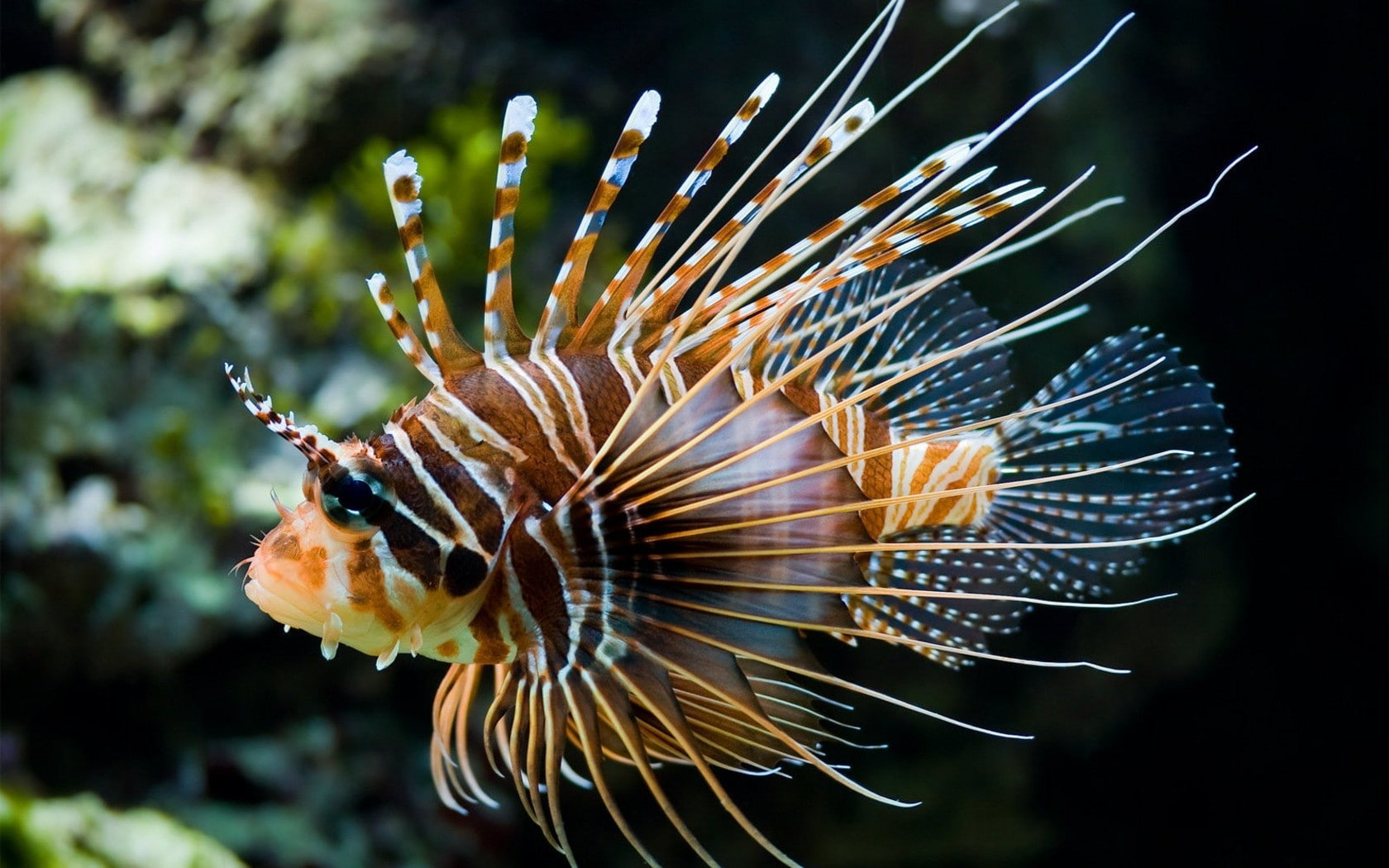 Bright, 720P, Clown, Colors, Fish, HD Wallpaper