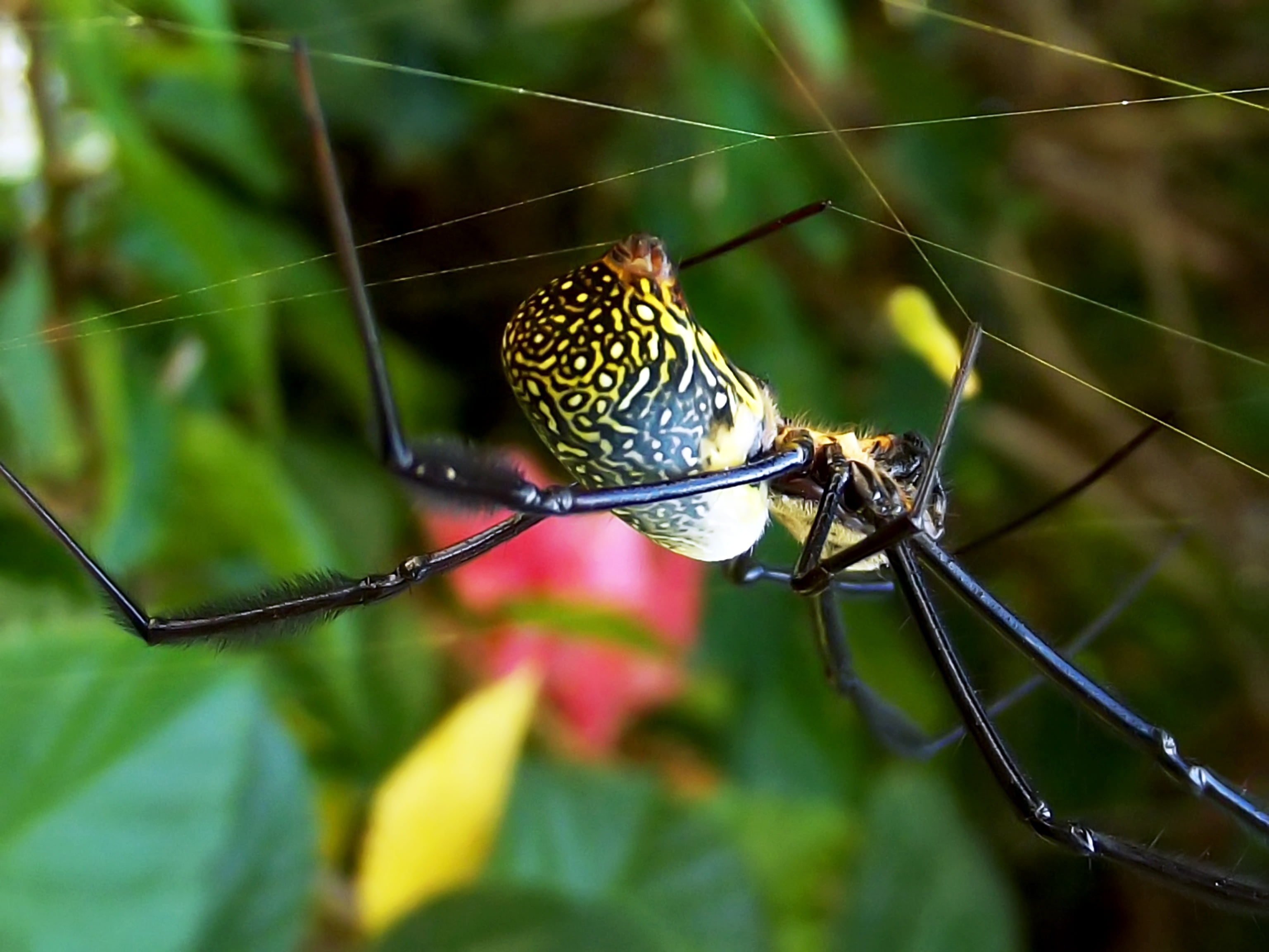 no people, day, golden orb spider, fragility, animal themes, plant, spider Web, butterfly - insect, arachnid, animal wildlife, female, nephila fenestrata, HD Wallpaper