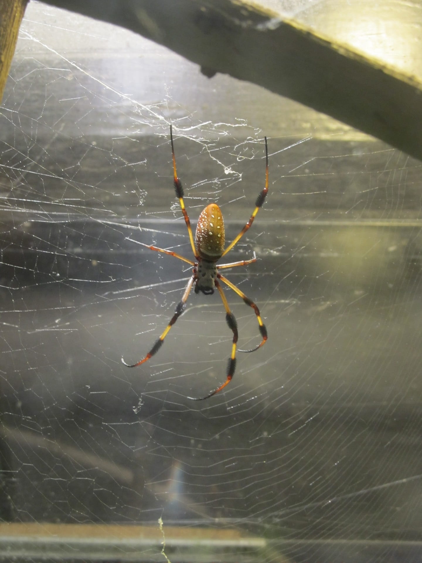 Orb-Weaver, spider, one animal, arachnid, giant wood spider, Golden Silk Orb-Weaver, wildlife, Spider, survival, focus on foreground, outdoors, complexity, Phone HD Wallpaper