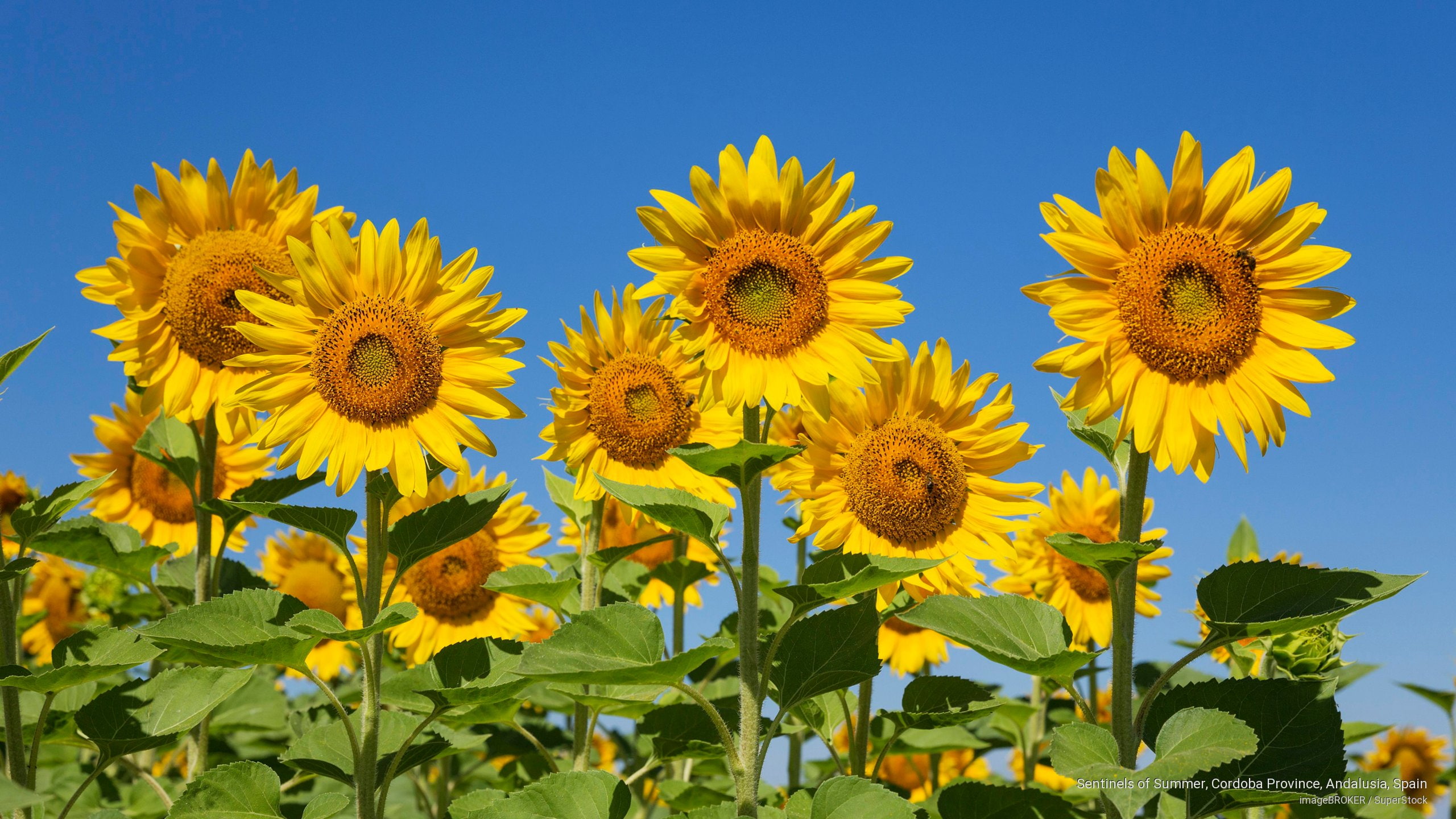 spain, andalusia, Flowers/Gardens, summer, province, cordoba, 2K, sentinels, HD Wallpaper