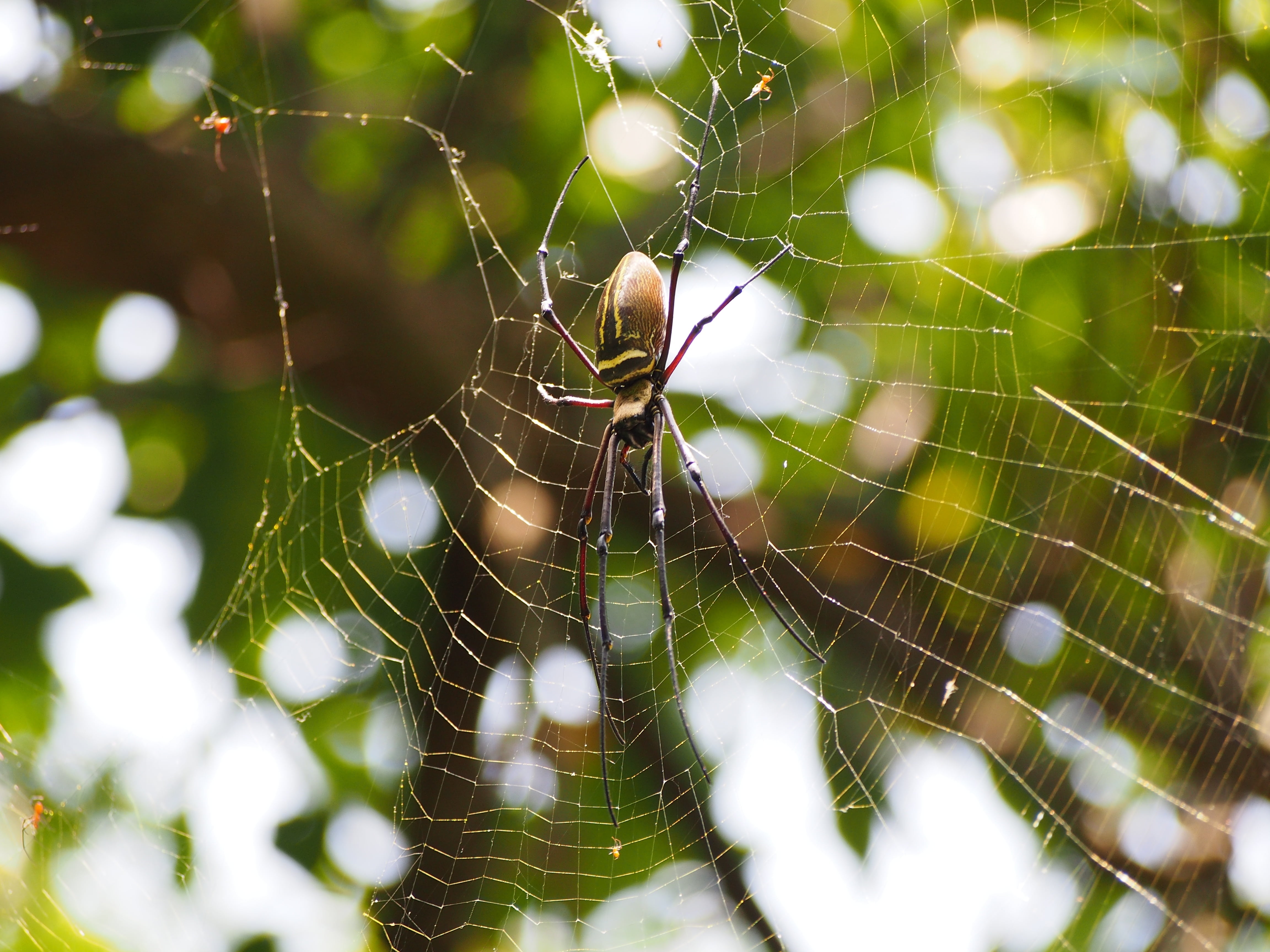 fragility, spider, selective focus, web, spider Web, natural pattern, arachnid, day, insect, animal leg, dew, vulnerability, one animal, nature, animal themes, HD Wallpaper