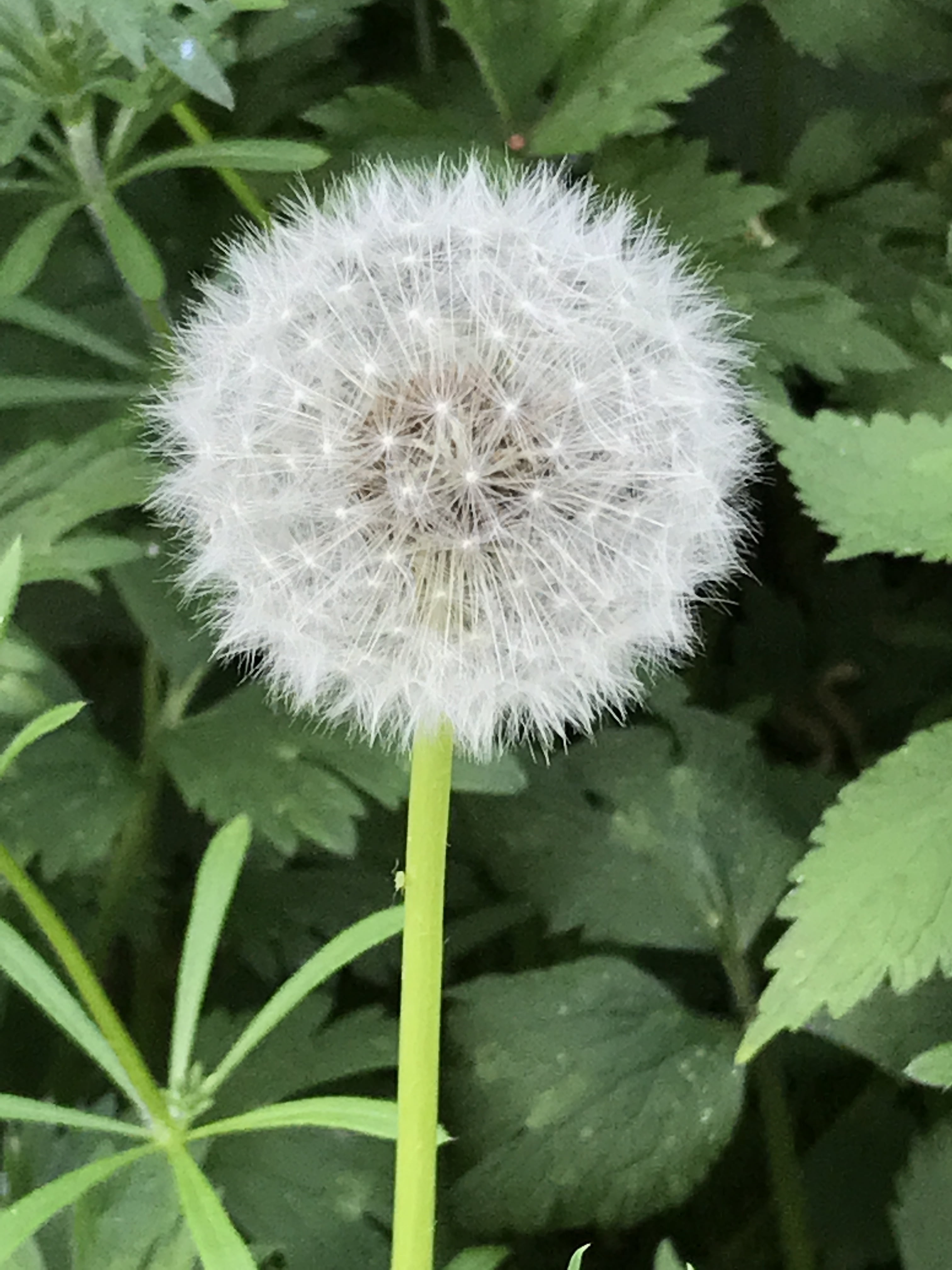 botany, dandelion seed, time, 4K, inflorescence, wish, no people, wind, growth, freshness, softness, close-up, nature, dandelion, meadow, flying, leaf, Phone HD Wallpaper