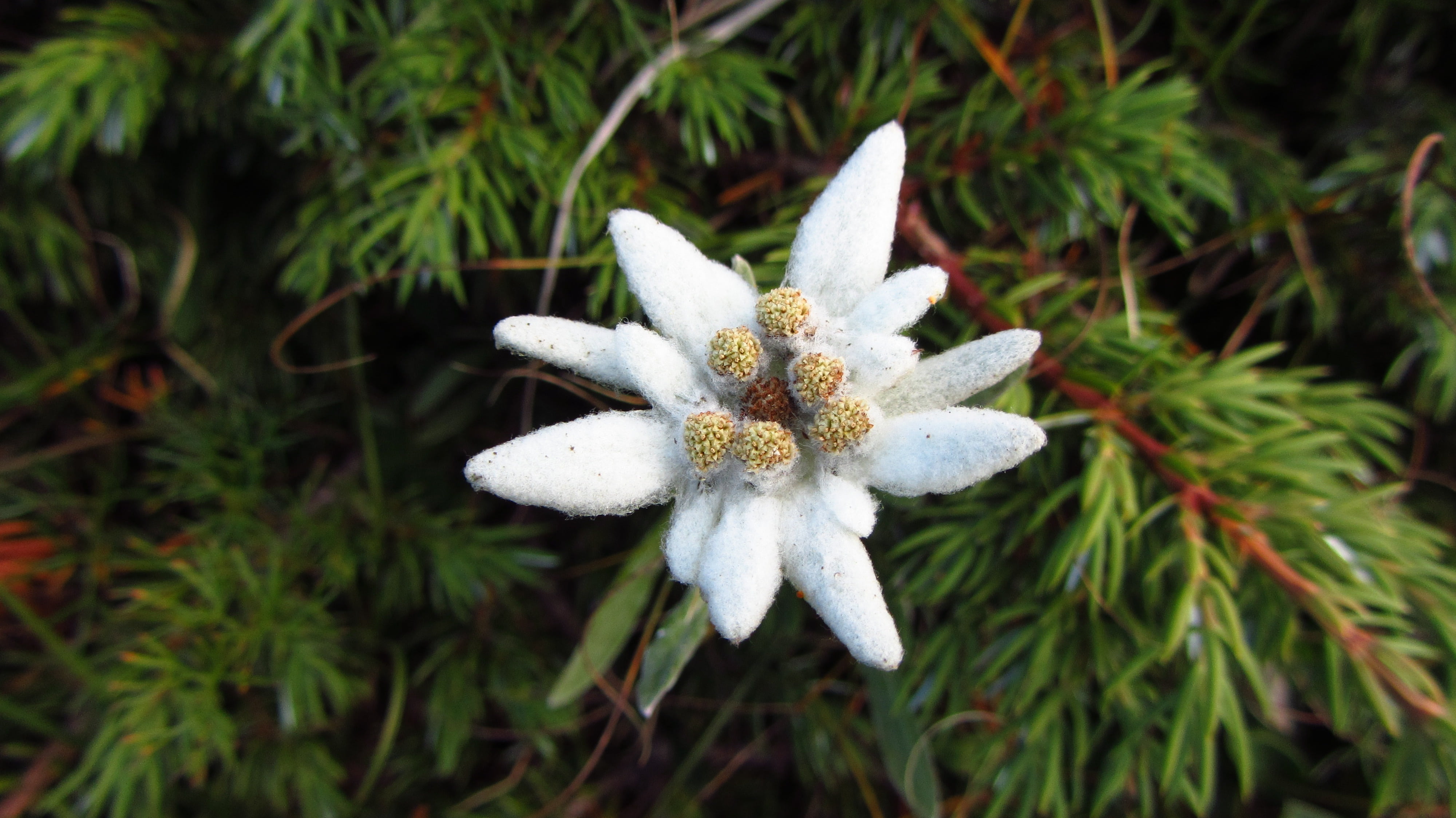 no people, flower head, white color, inflorescence, fragility, mountain flowers, photo, land, alpine star, flowering plant, edelweiss, growth, beauty in nature, HD Wallpaper