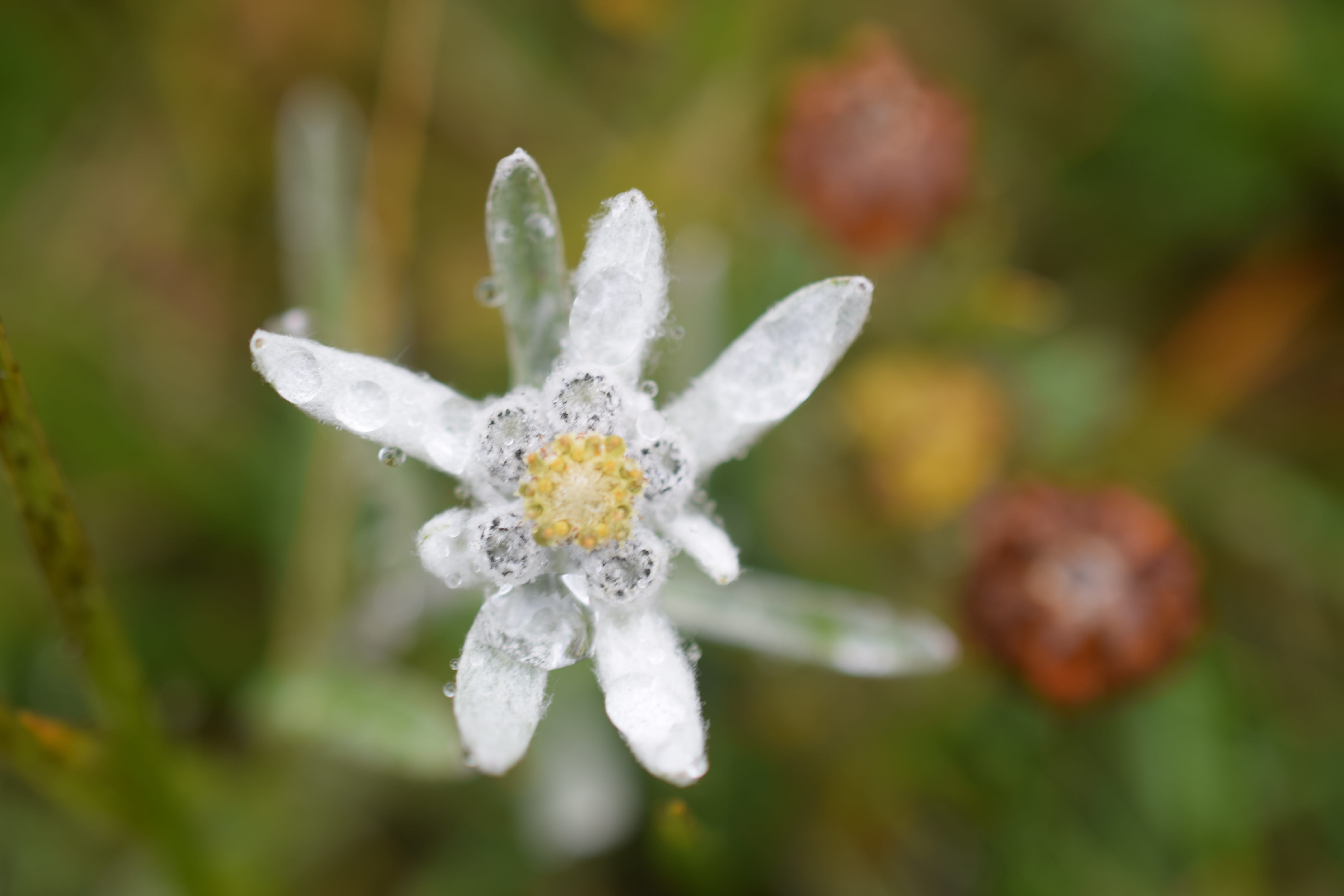 flower head, no people, beauty in nature, white, outdoors, day, freshness, focus on foreground, white color, fragility, water, inflorescence, wet, flowering plant, HD Wallpaper
