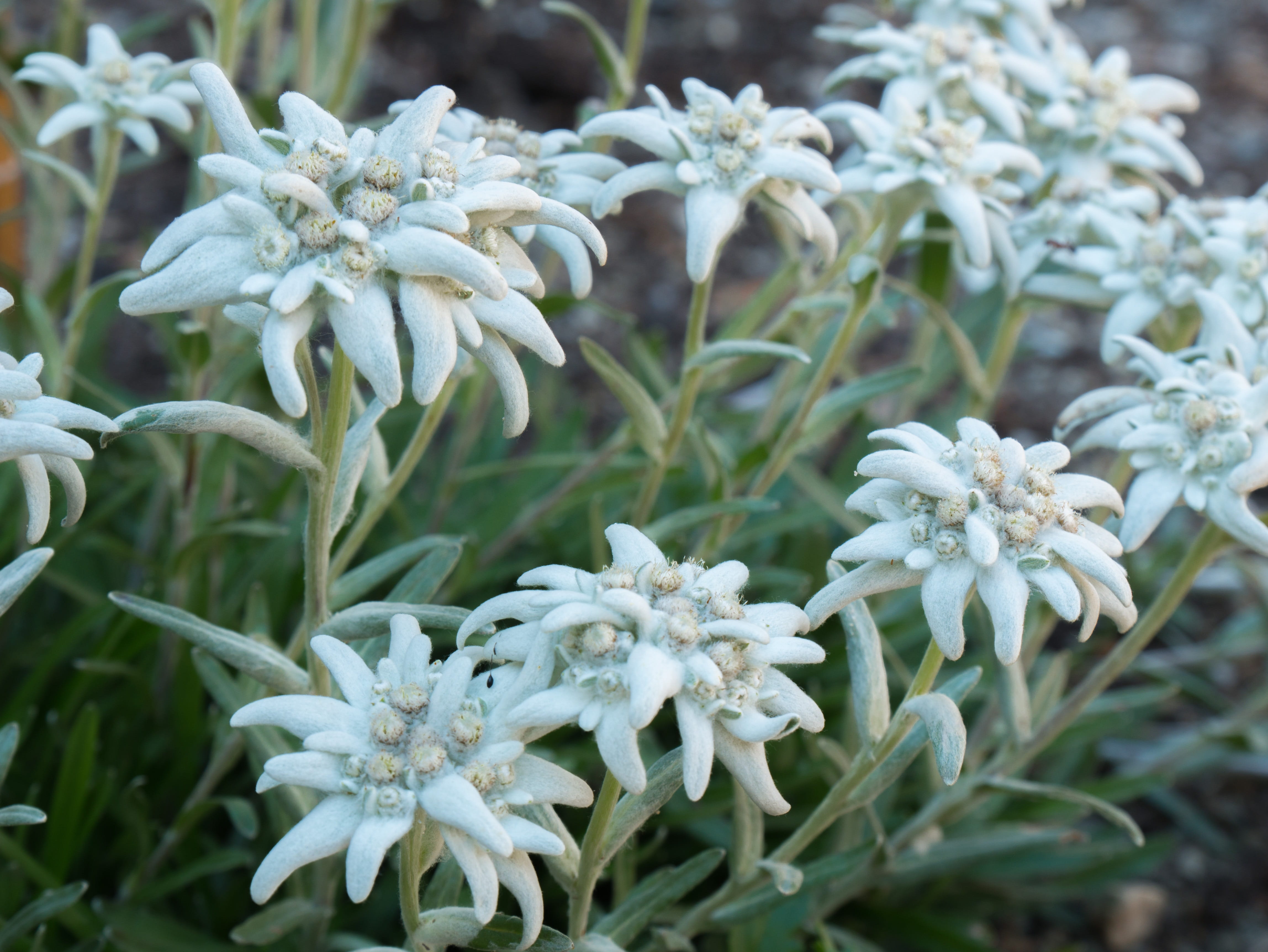 fragility, edelweiss, close-up, growth, flowers, plant part, freshness, 4K, petal, day, plant, leaf, flower head, white color, flowering plant, vulnerability, HD Wallpaper