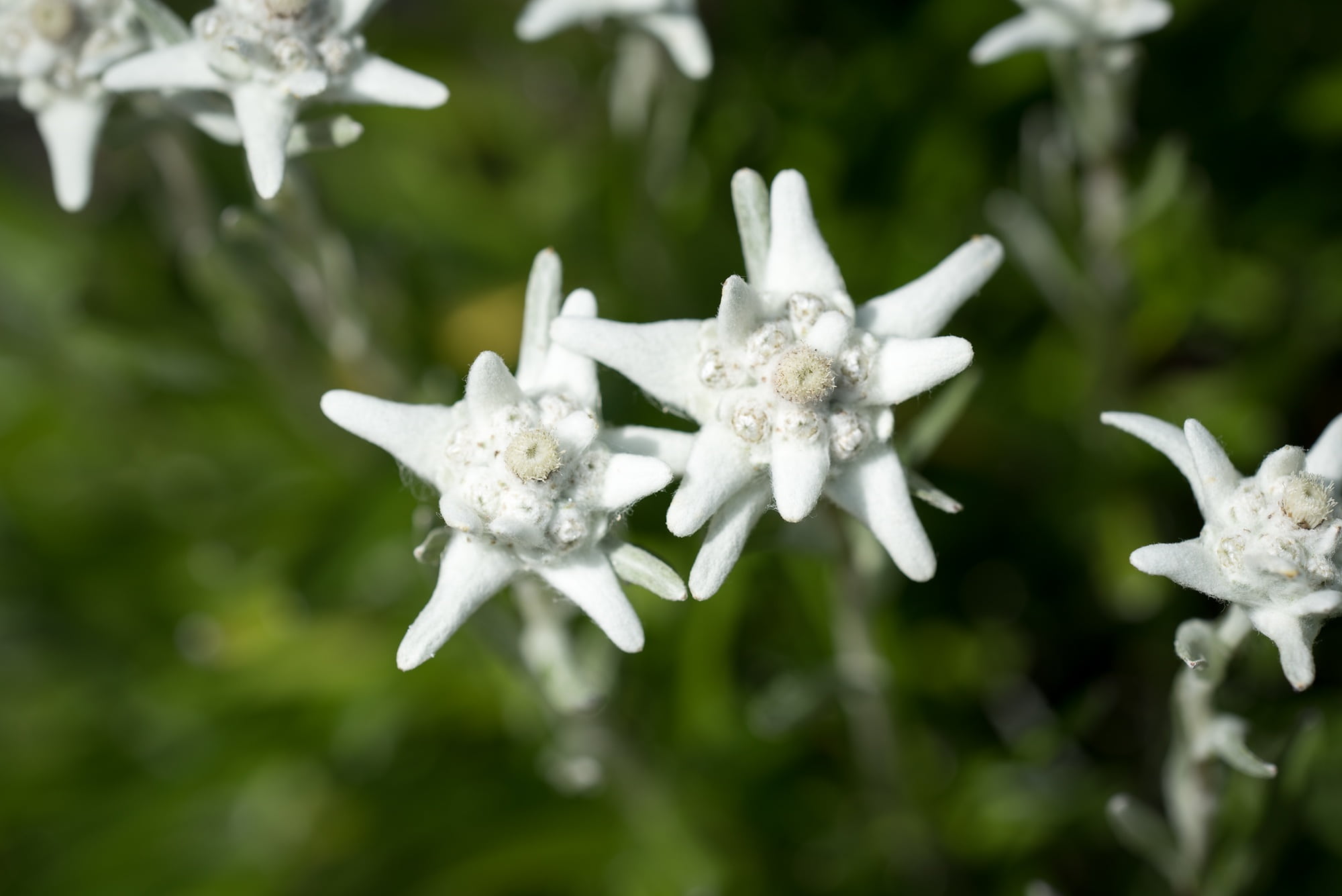 cold temperature, focus on foreground, plant, leontopodium microdochium, vulnerability, selective focus, white color, alpine flower, day, nature, fluffy, HD Wallpaper