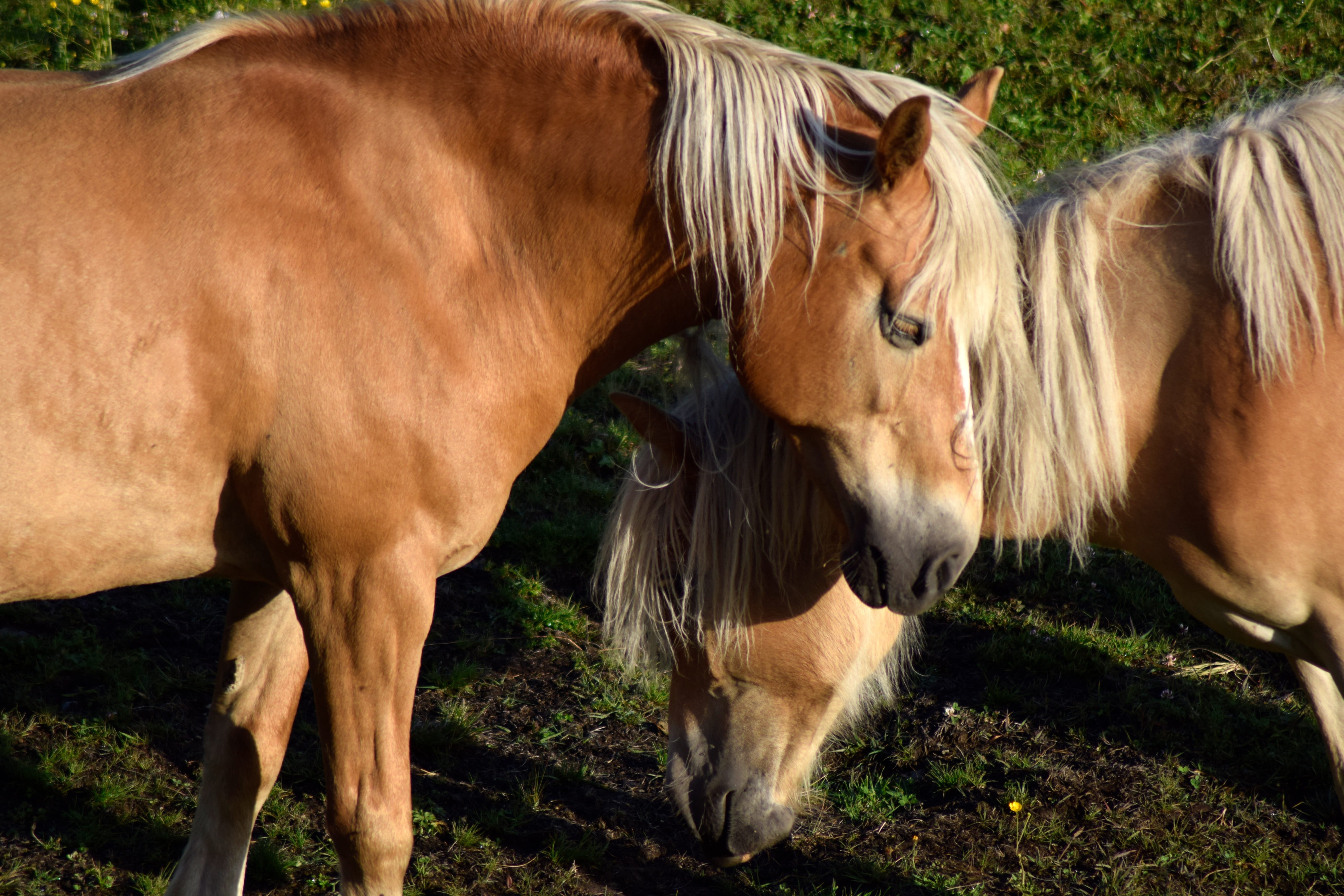 day, livestock, workhorse, coupling, herbivorous, no people, brown, two animals, nature, animal wildlife, silent, outdoors, animal, plant, horse, south tyrol, HD Wallpaper