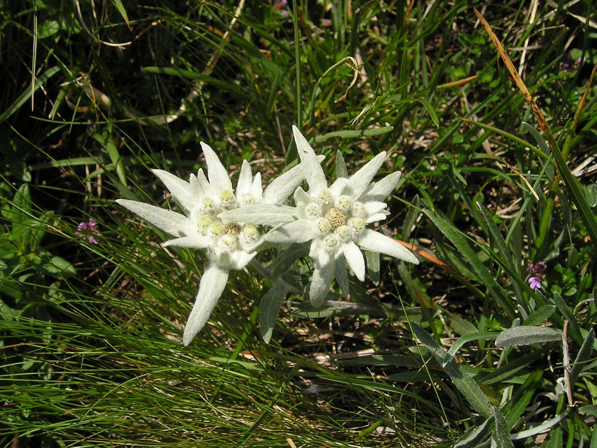beauty in nature, white color, land, close-up, 1080P, growth, bloom, field, day, high angle view, vulnerability, grass, mountains, white, outdoors, flower head, HD Wallpaper